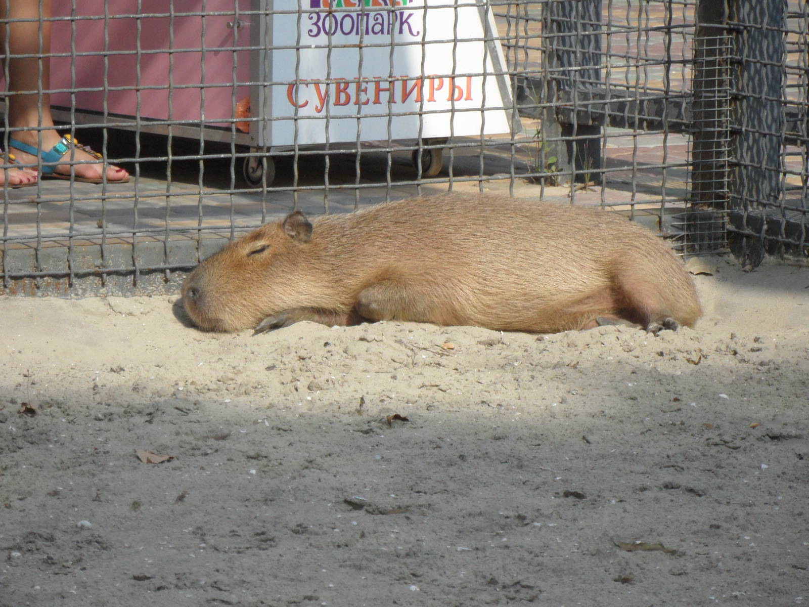 Capybara/Hydrochoerus hydrochaeris