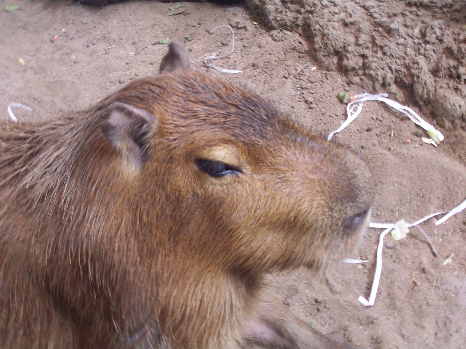 Capybara (Hydrochoerus hydrochaeris)