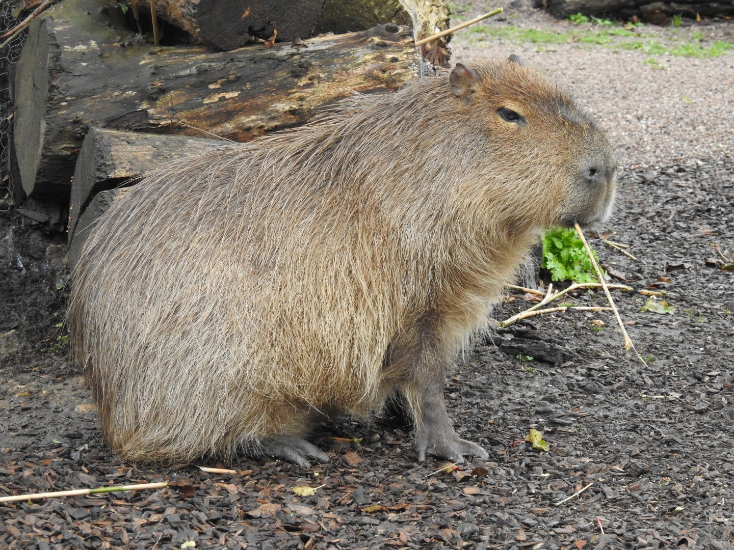 Capybara (Hydrochoerus hydrochaeris)