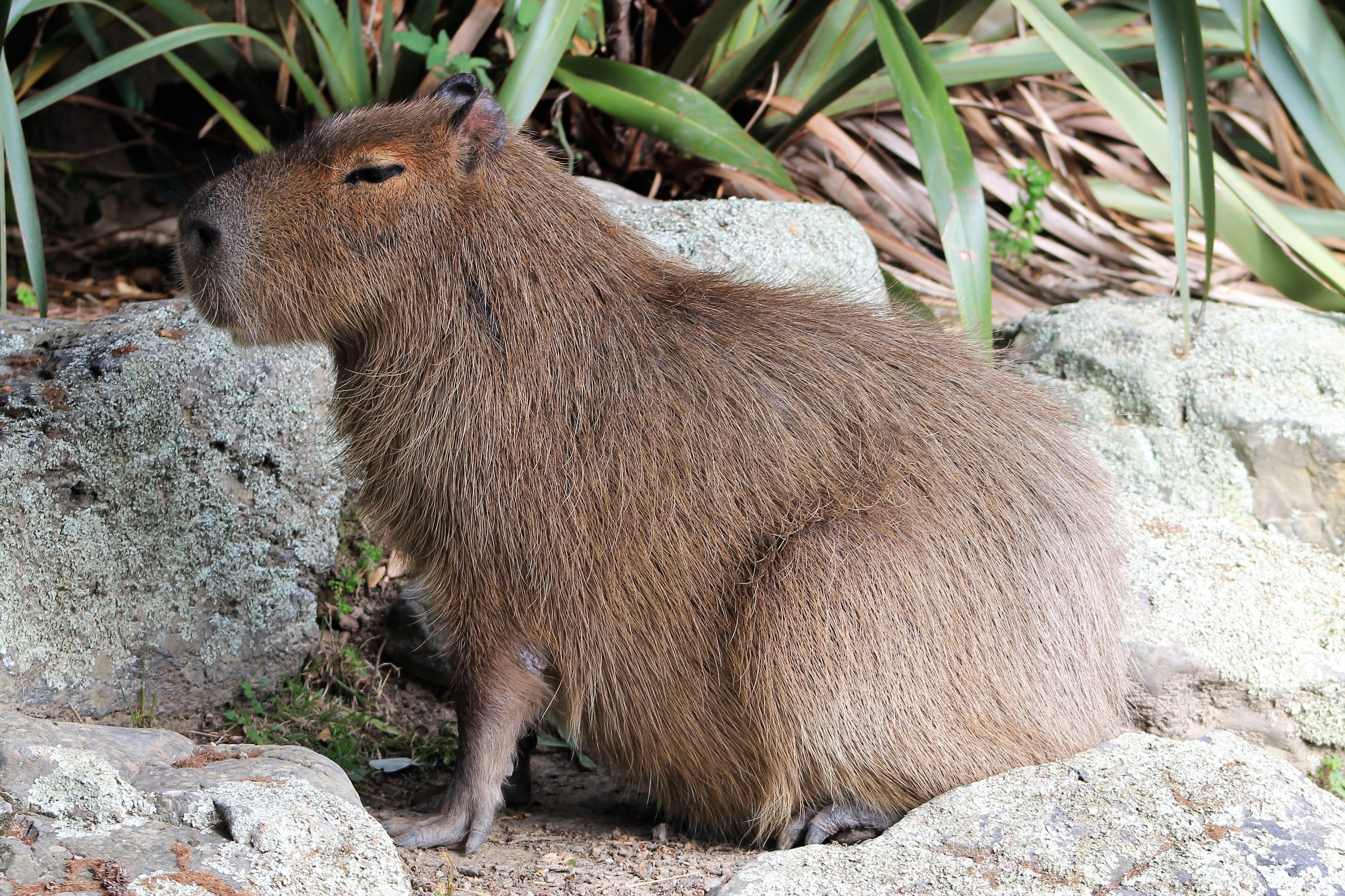 Capybara (Hydrochoerus hydrochaeris)