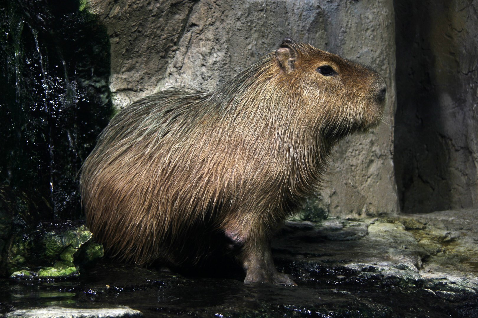Capybara (Hydrochoerus hydrochaeris)