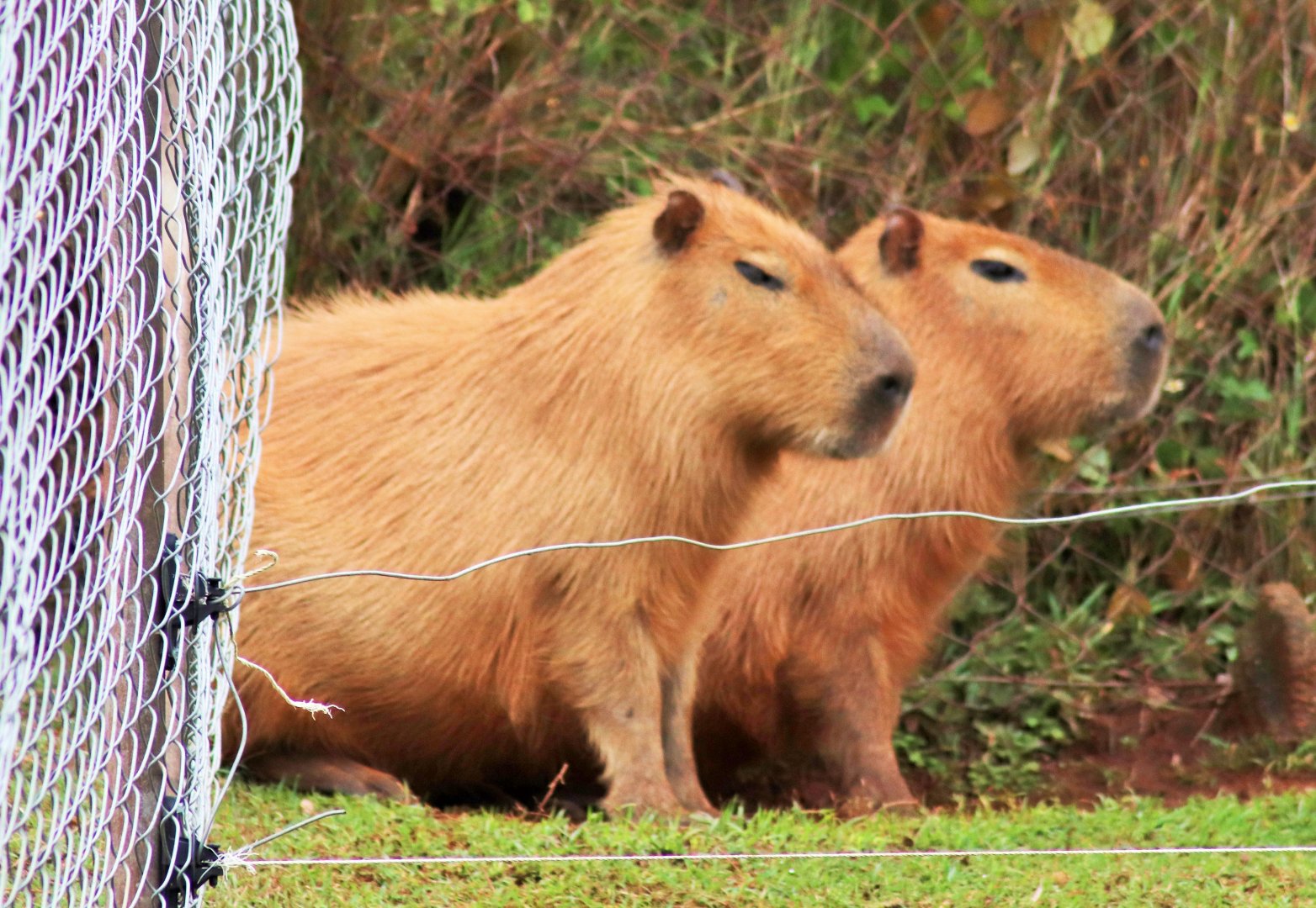 Capybara (Hydrochoerus hydrochaeris)
