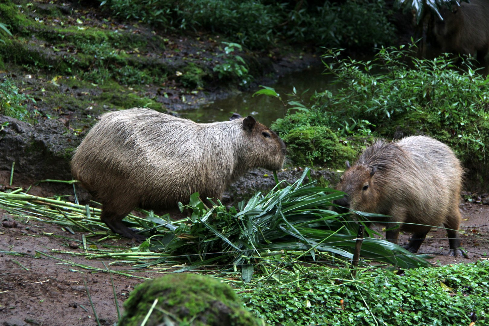capybara (Hydrochoerus hydrochaeris)