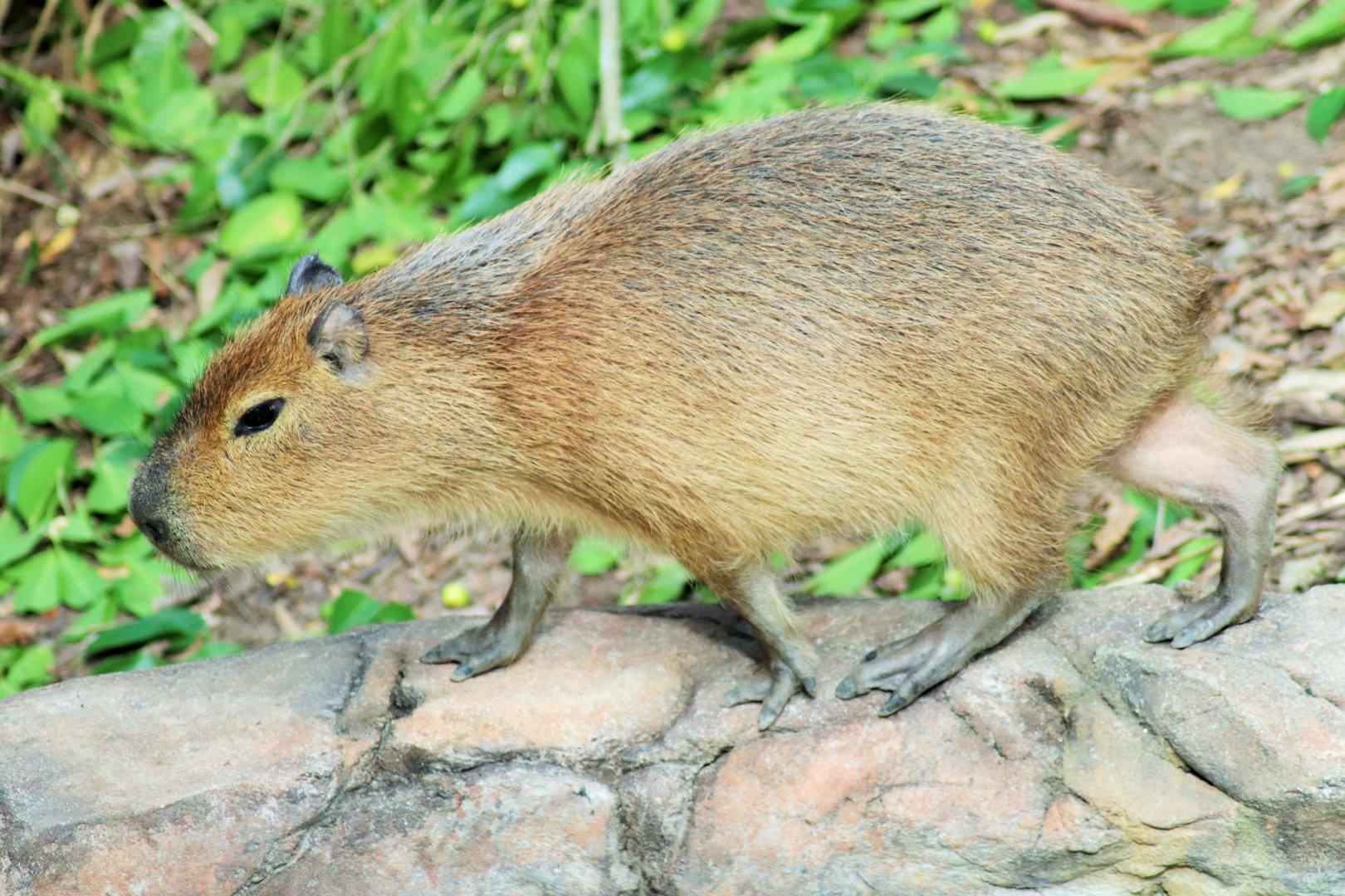 Capybara (Hydrochoerus hydrochaeris)