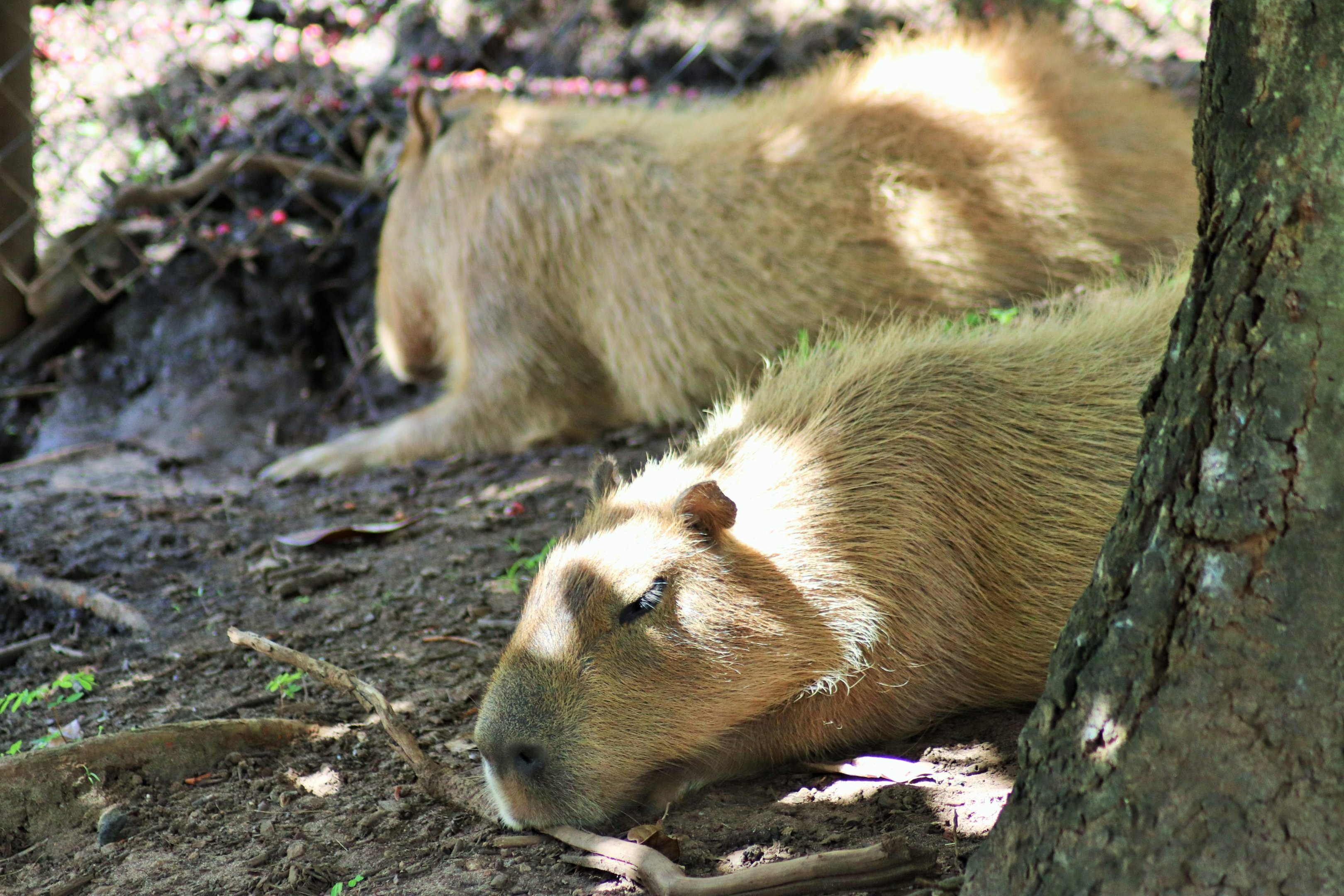 Capybara (Hydrochoerus hydrochaeris)