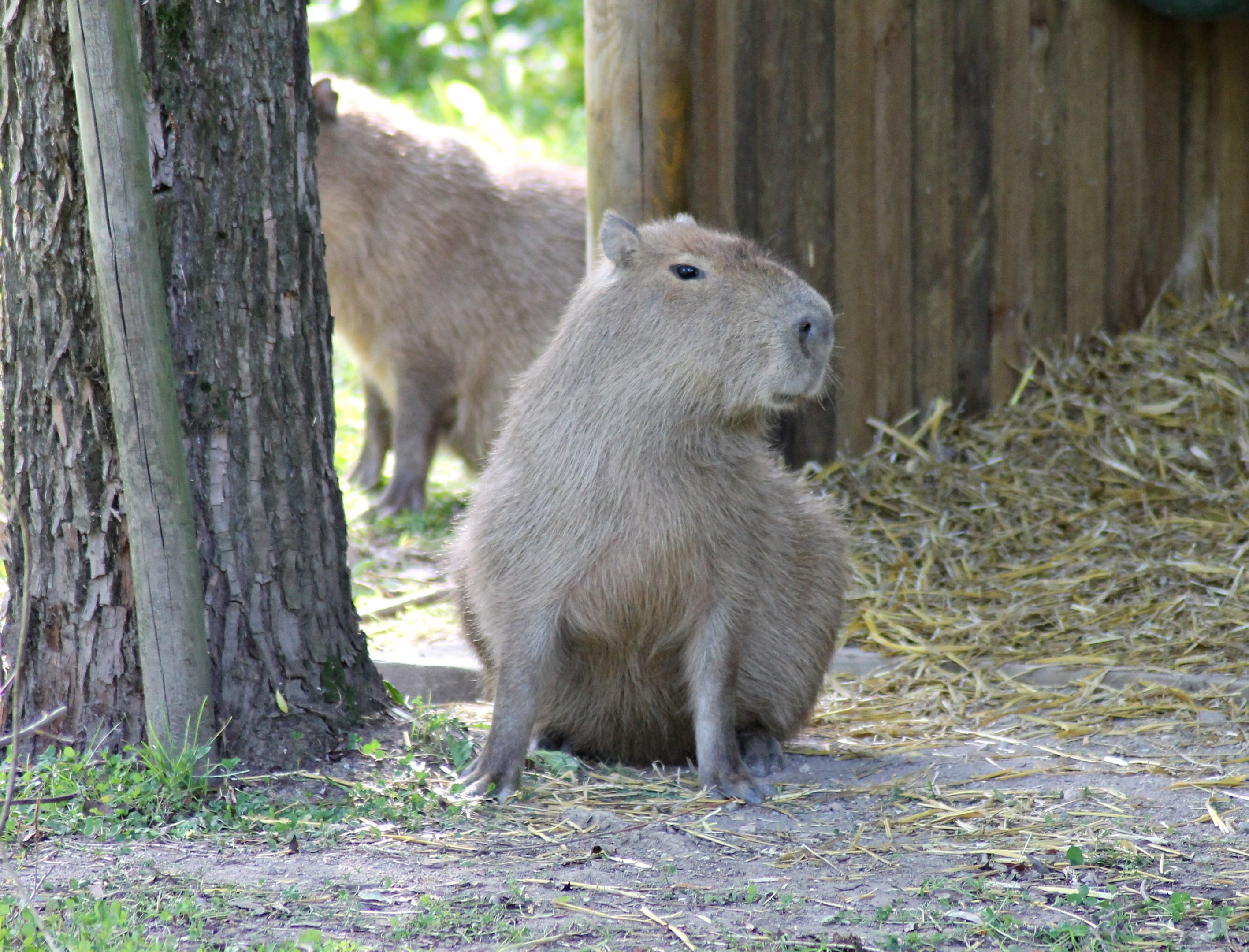 Capybara (Hydrochoerus hydrochaeris)