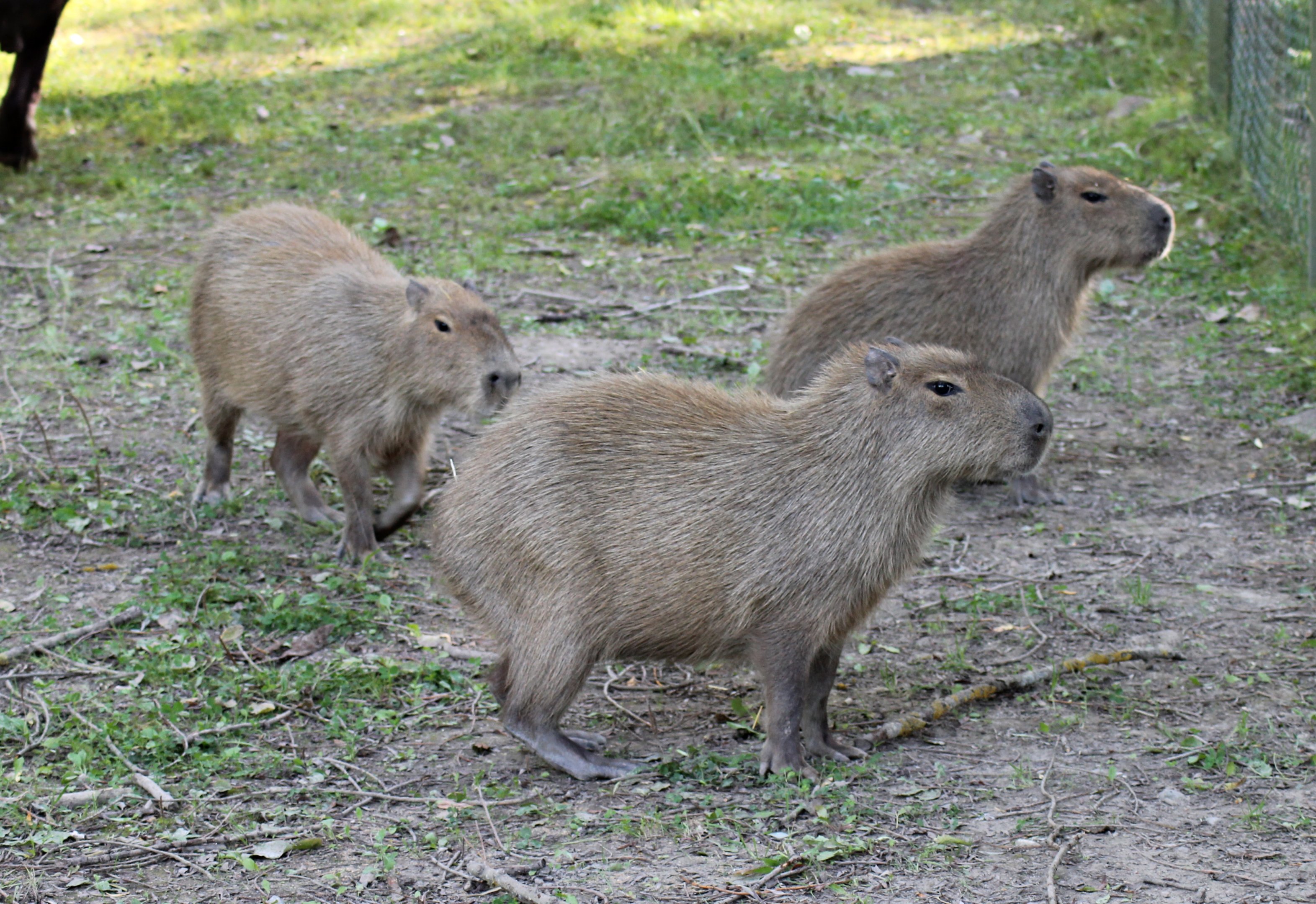 Capybara (Hydrochoerus hydrochaeris)