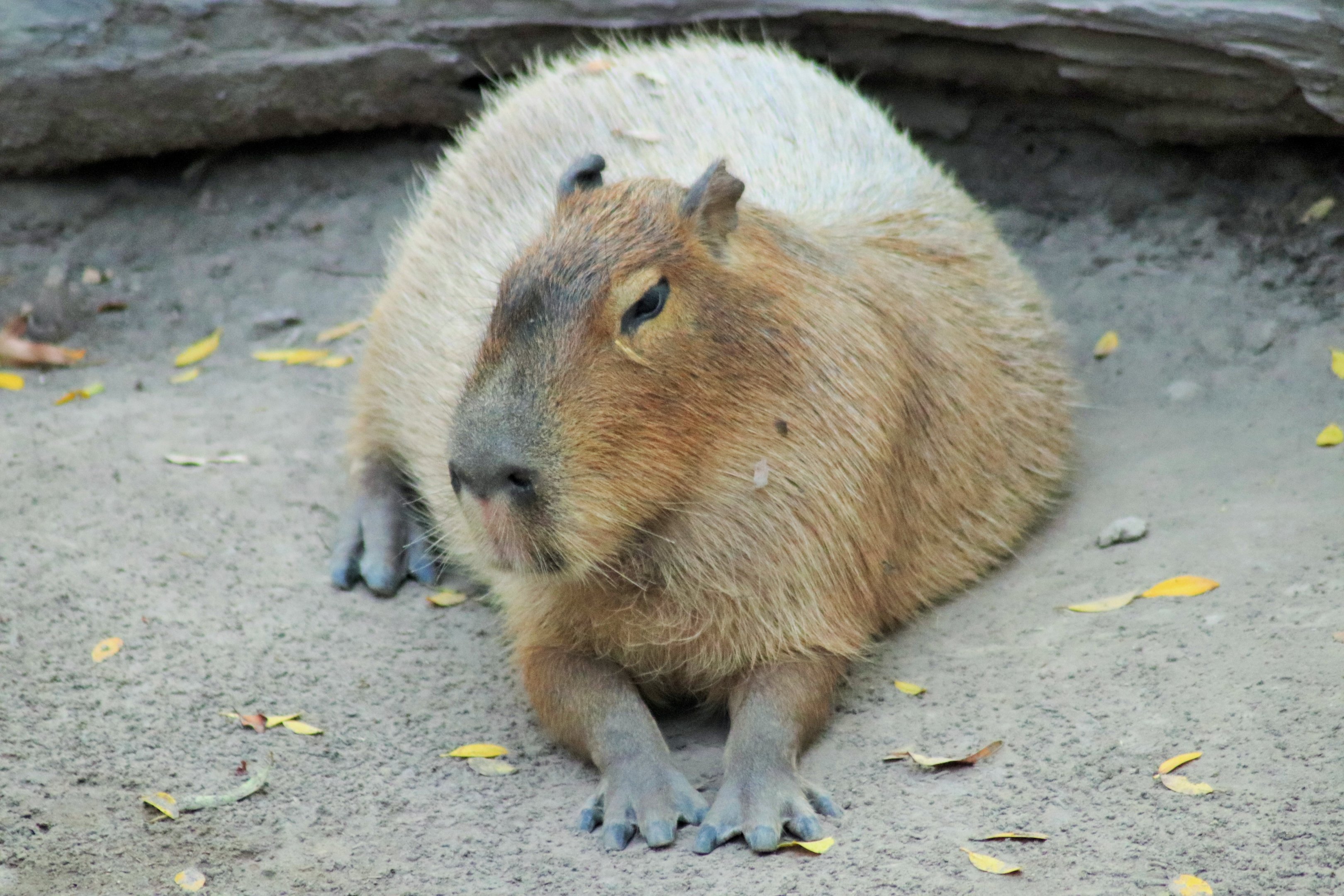 Capybara (Hydrochoerus hydrochaeris)