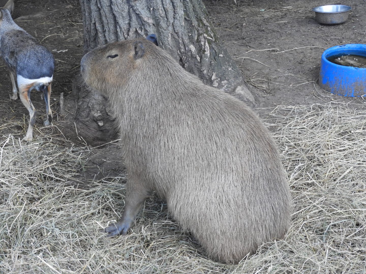 Capybara (Hydrochoerus hydrochaeris)