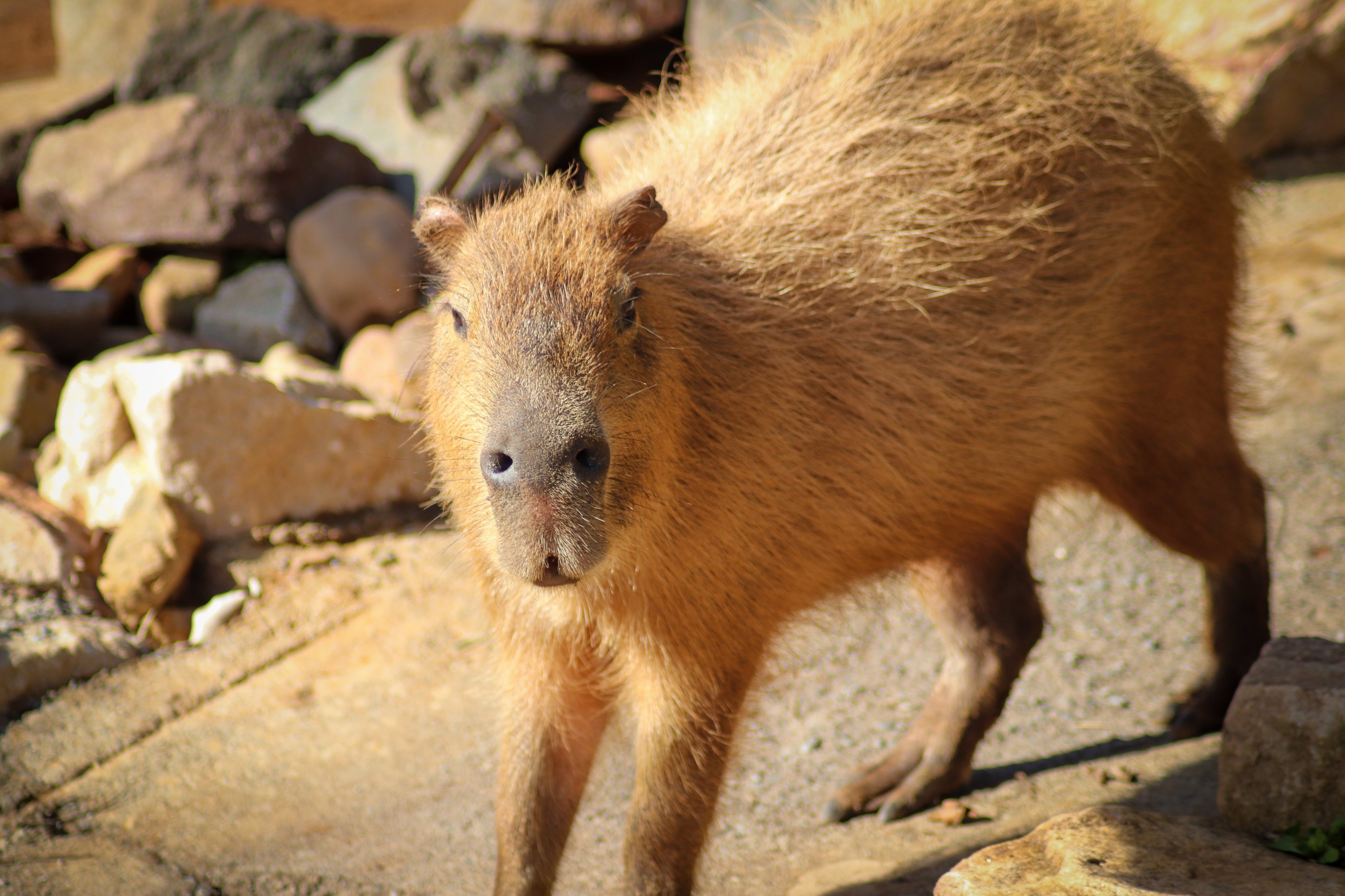 Capybara (Hydrochoerus hydrochaeris)