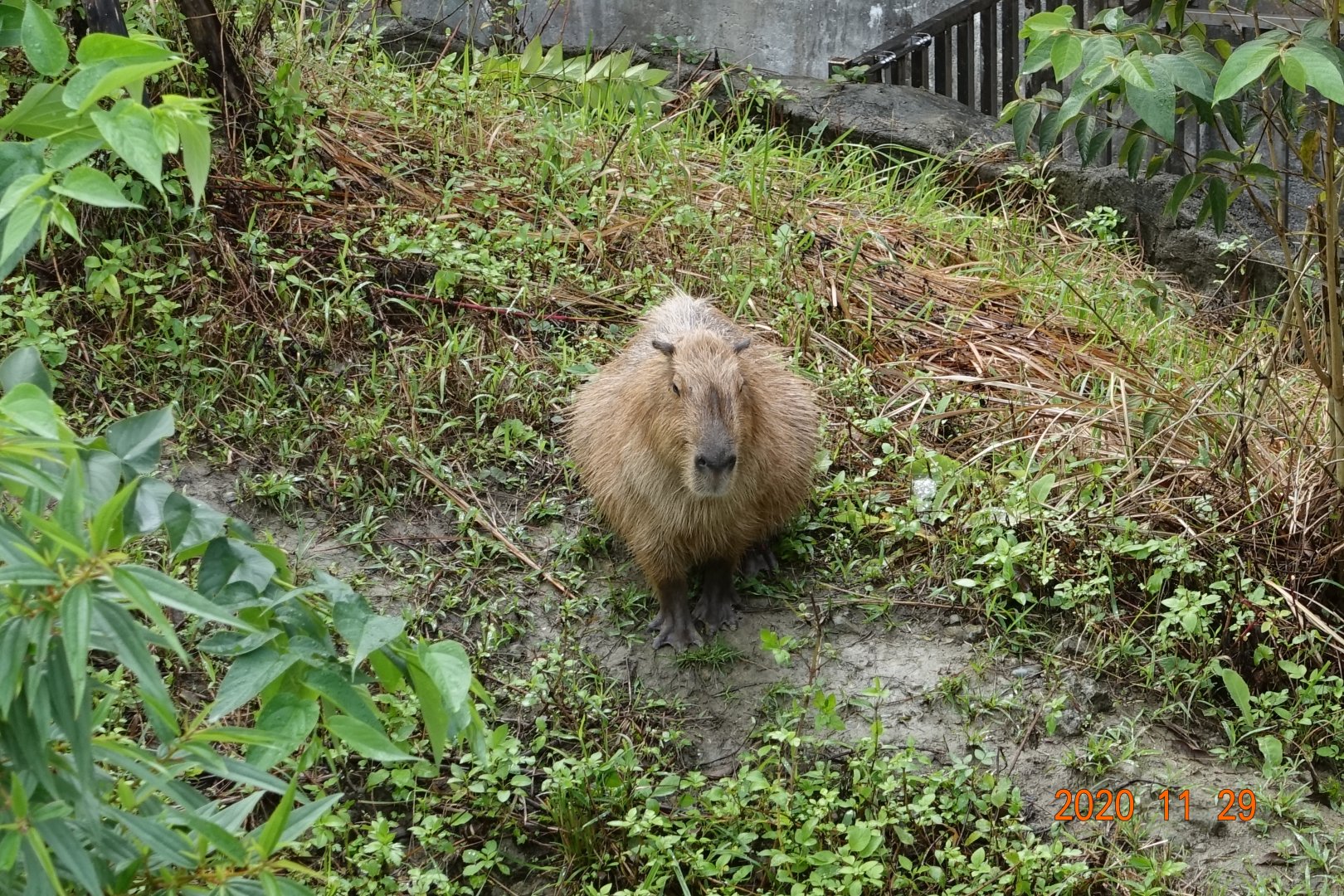 Capybara (Hydrochoerus hydrochaeris)
