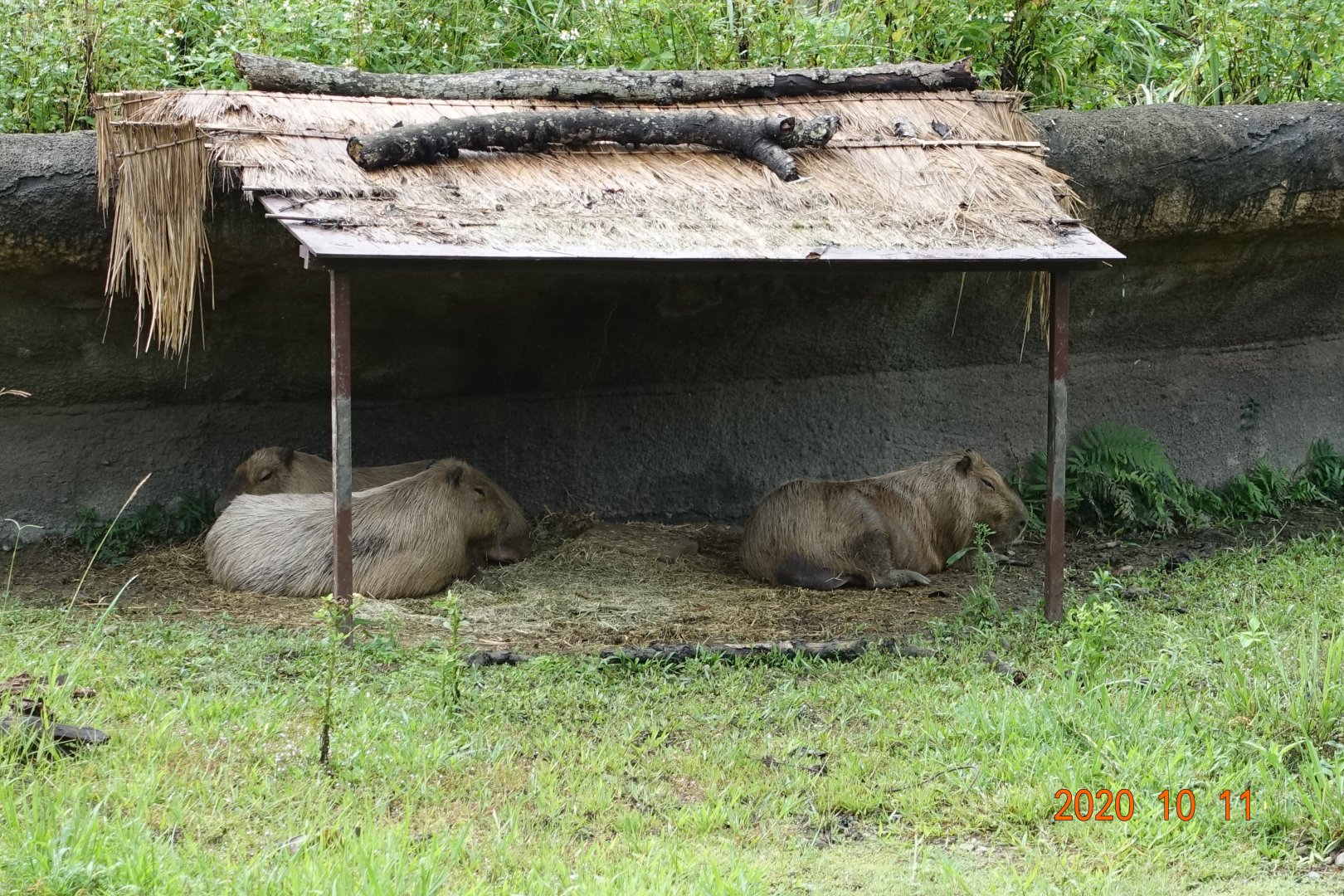 Capybara (Hydrochoerus hydrochaeris)