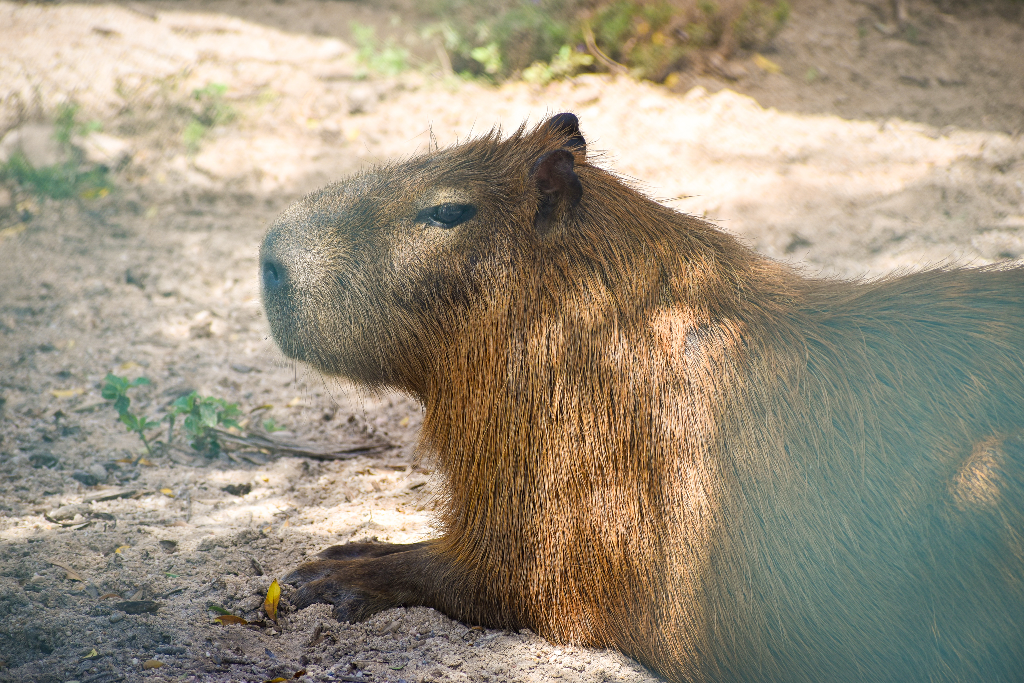 Capybara (Hydrochoerus hydrochaeris)