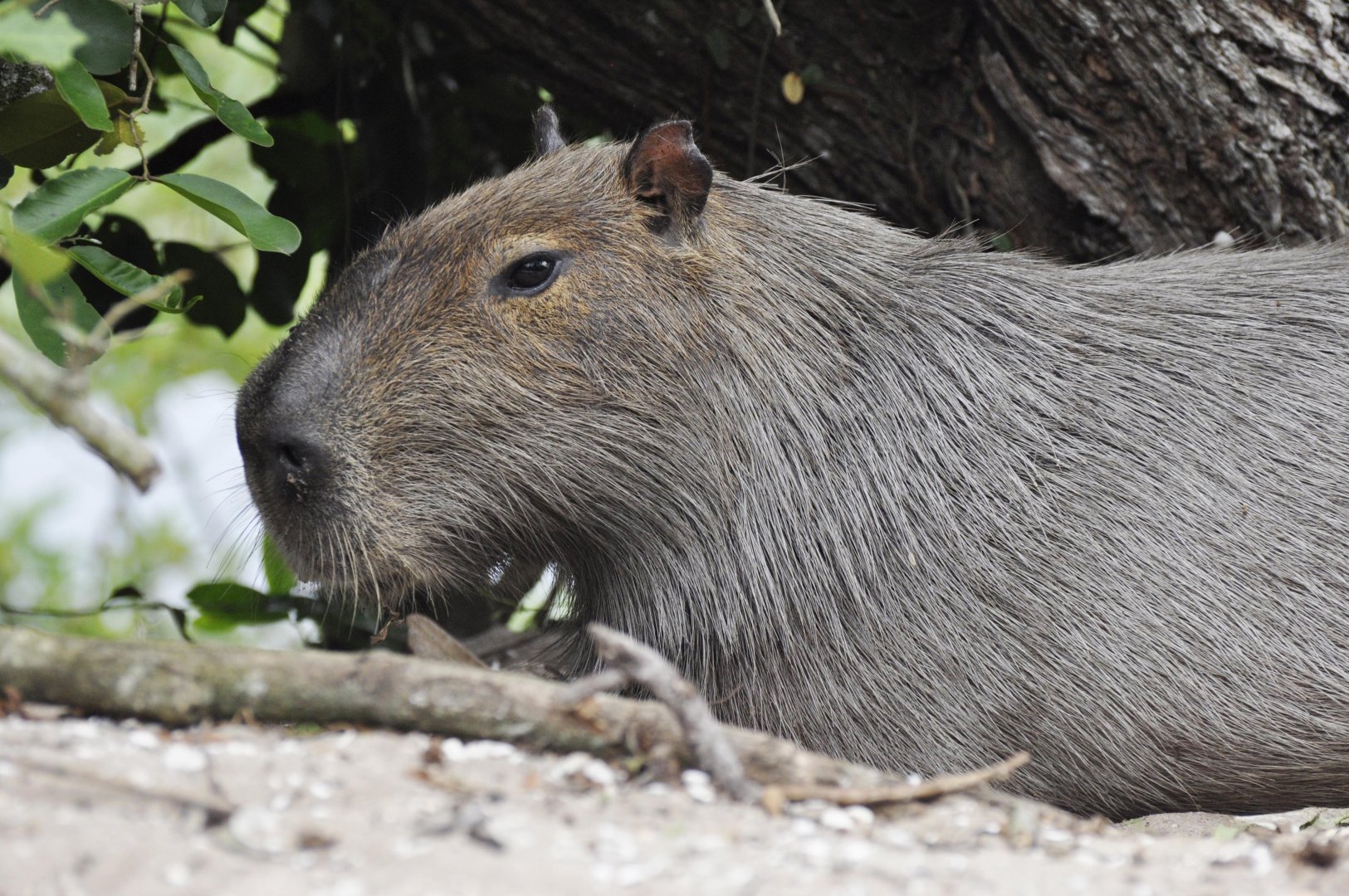 Capybara (Hydrochoerus hydrochaeris)