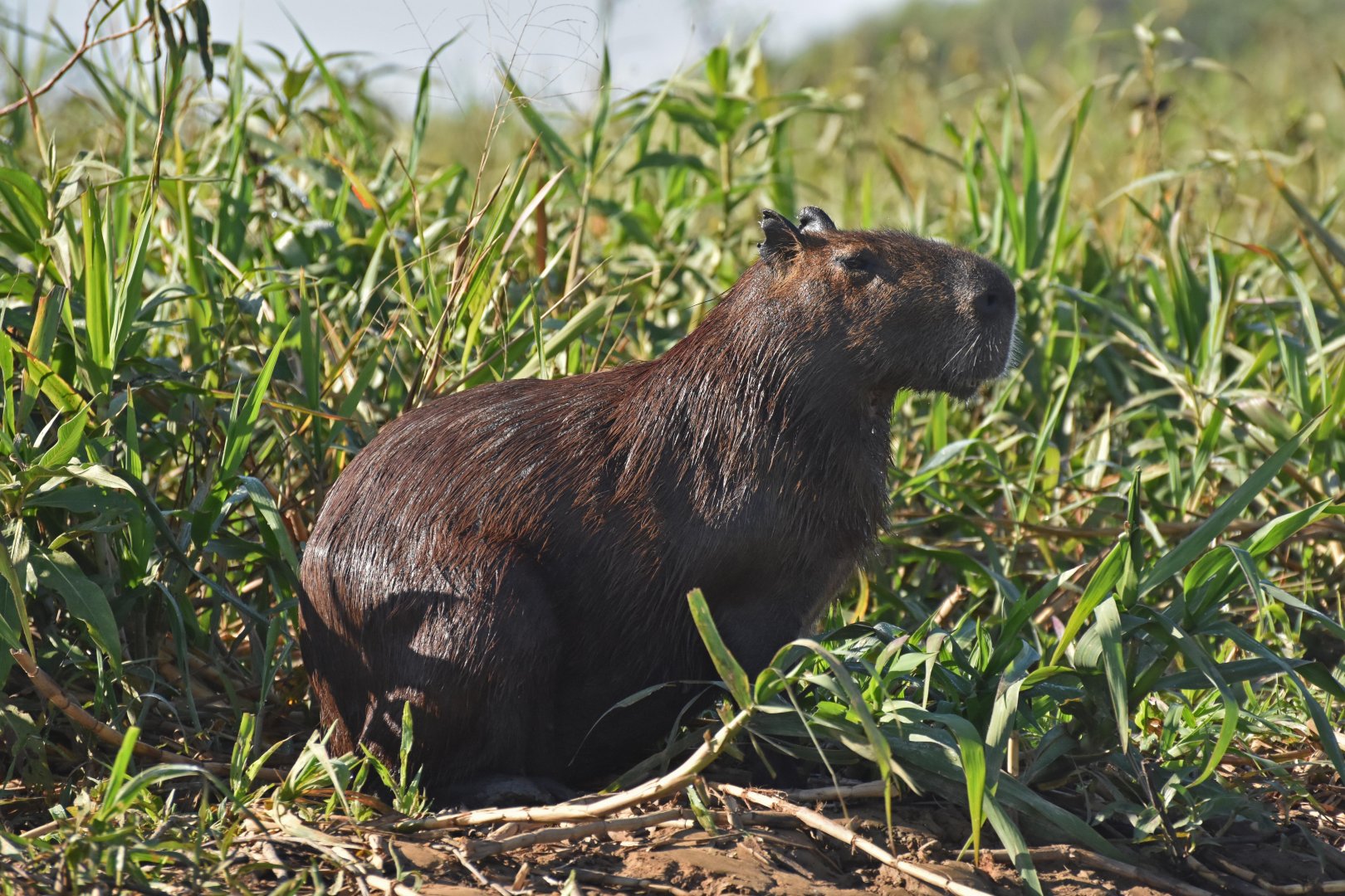 Capybara (Hydrochoerus hydrochaeris)