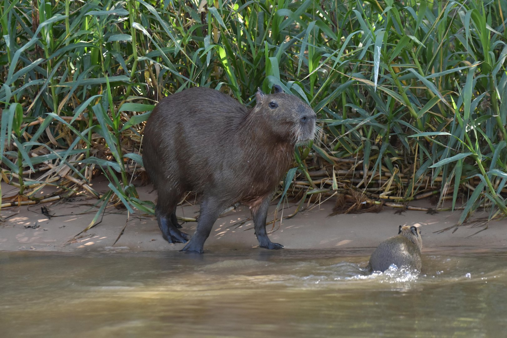 Capybara (Hydrochoerus hydrochaeris)
