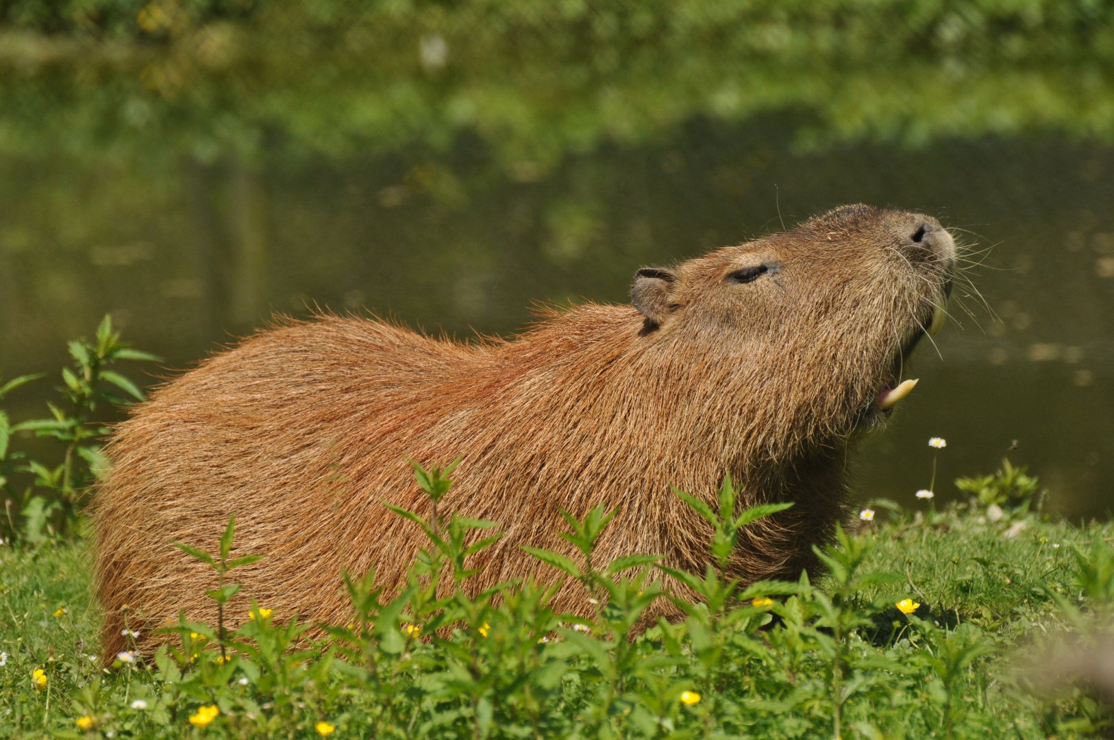 Capybara (Hydrochoerus hydrochaeris)