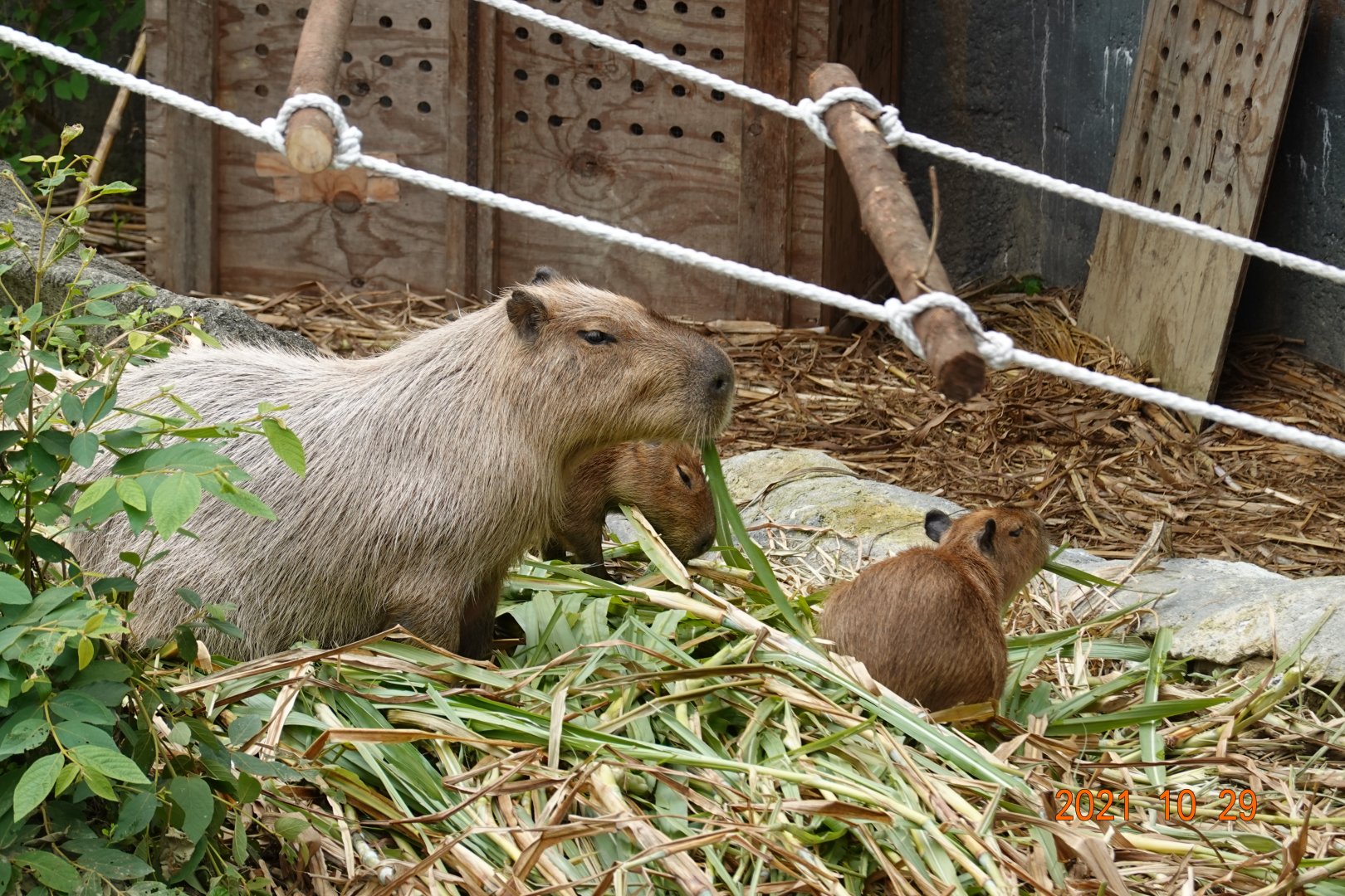 Capybara (Hydrochoerus hydrochaeris)