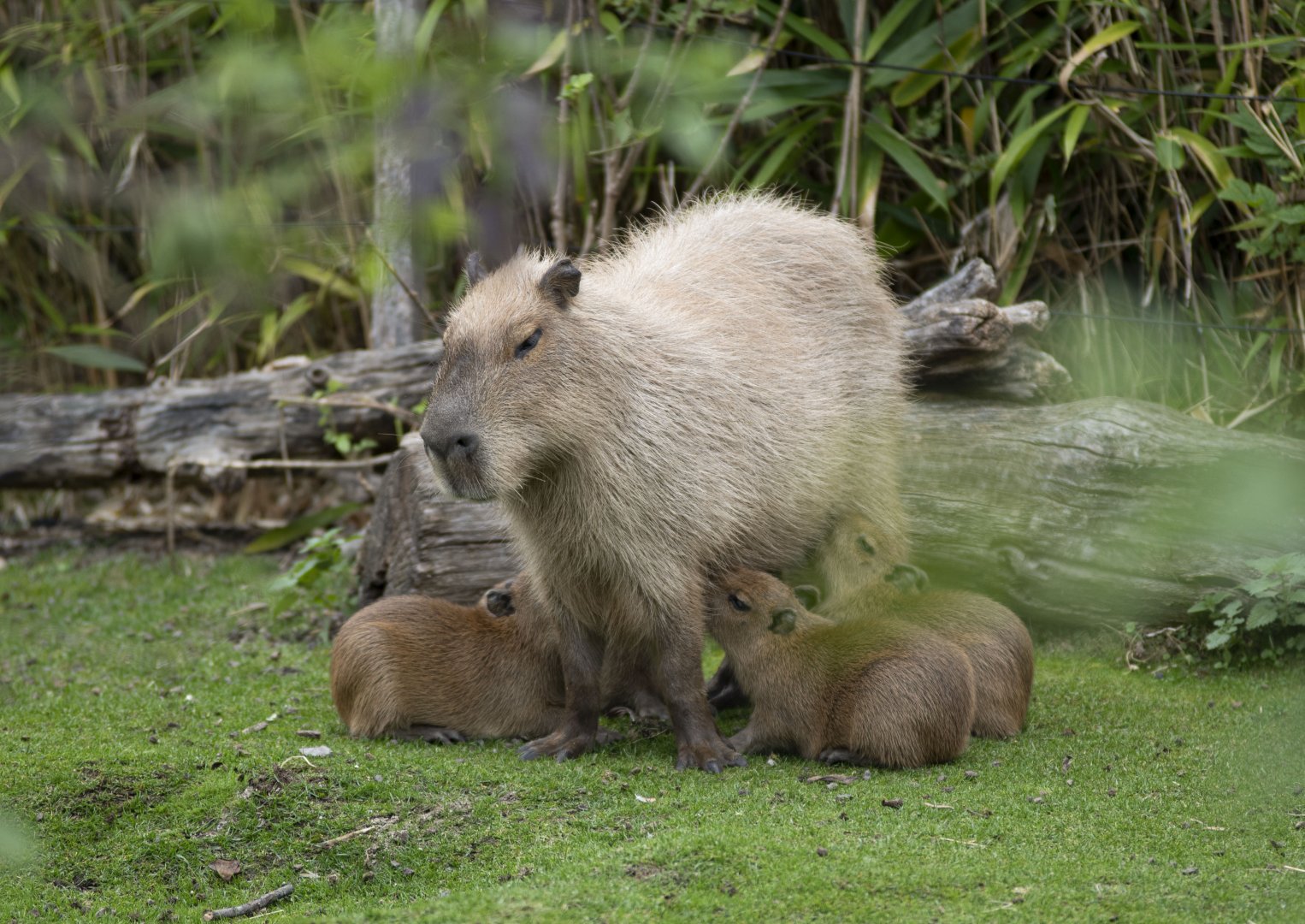 Capybara (Hydrochoerus hydrochaeris)