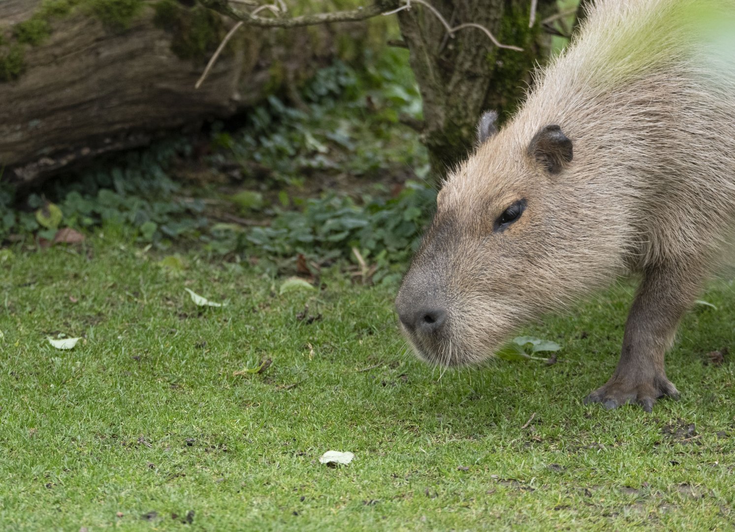 Capybara (Hydrochoerus hydrochaeris)