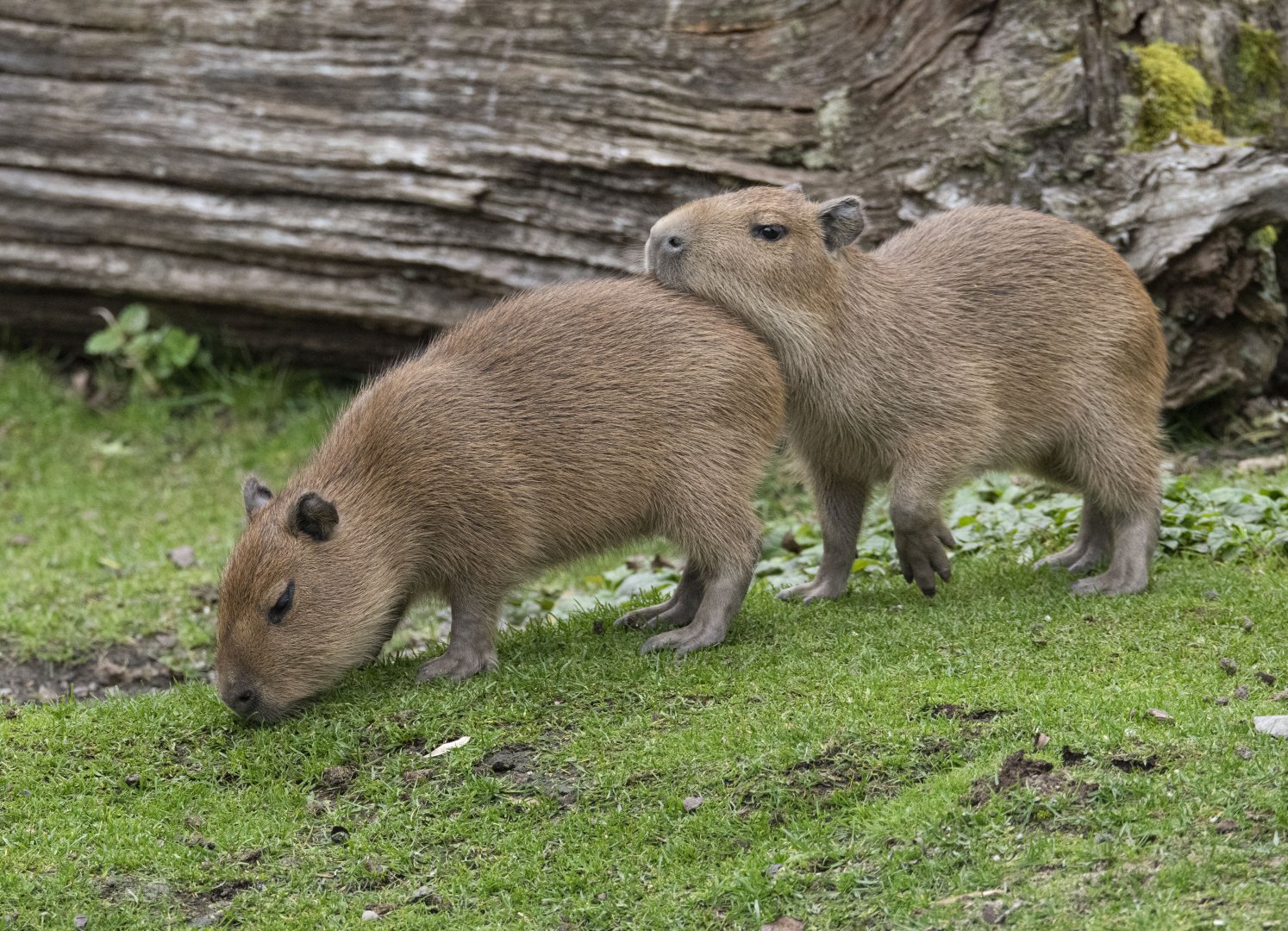 Capybara (Hydrochoerus hydrochaeris)