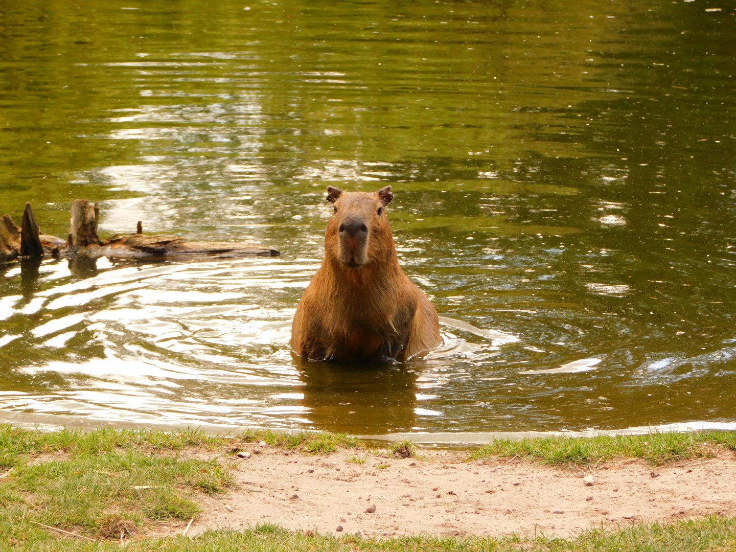 Capybara (Hydrochoerus hydrochaeris)