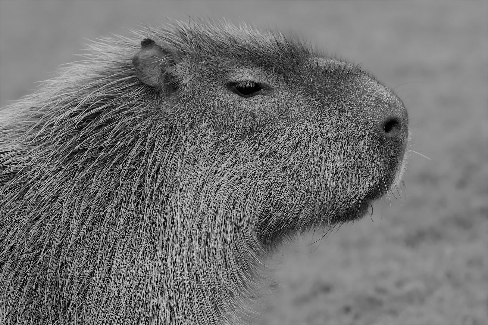 Capybara (Hydrochoerus hydrochaeris)