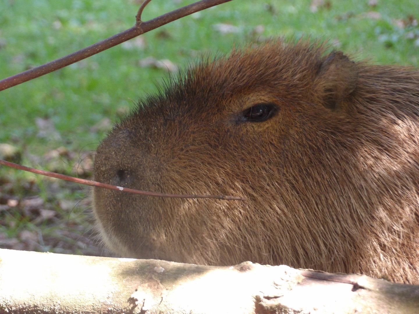 Capybara (Hydrochoerus hydrochaeris)