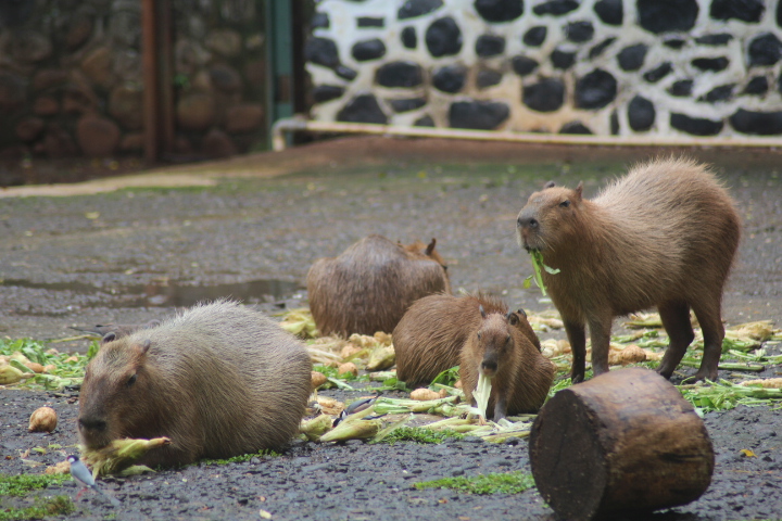 Capybara (Hydrochoerus hydrochaeris)