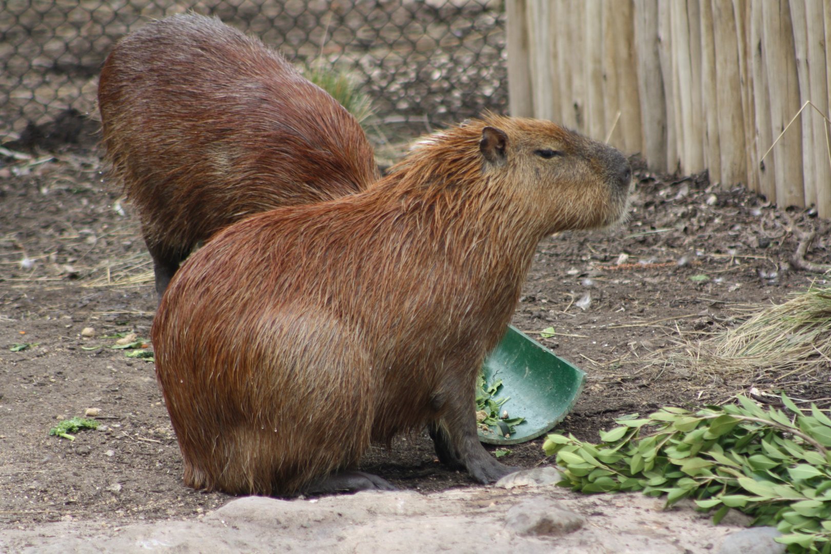 Capybara (Hydrochoerus hydrochaeris)