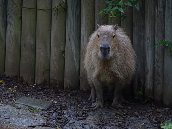 Capybara (Hydrochoerus hydrochaeris)