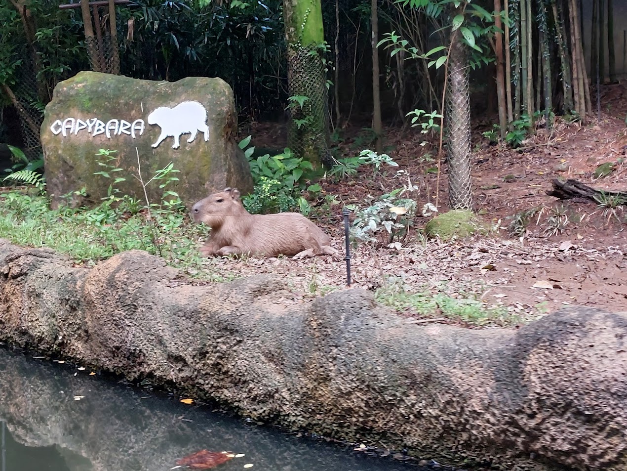 Capybara (Hydrochoerus hydrochaeris)