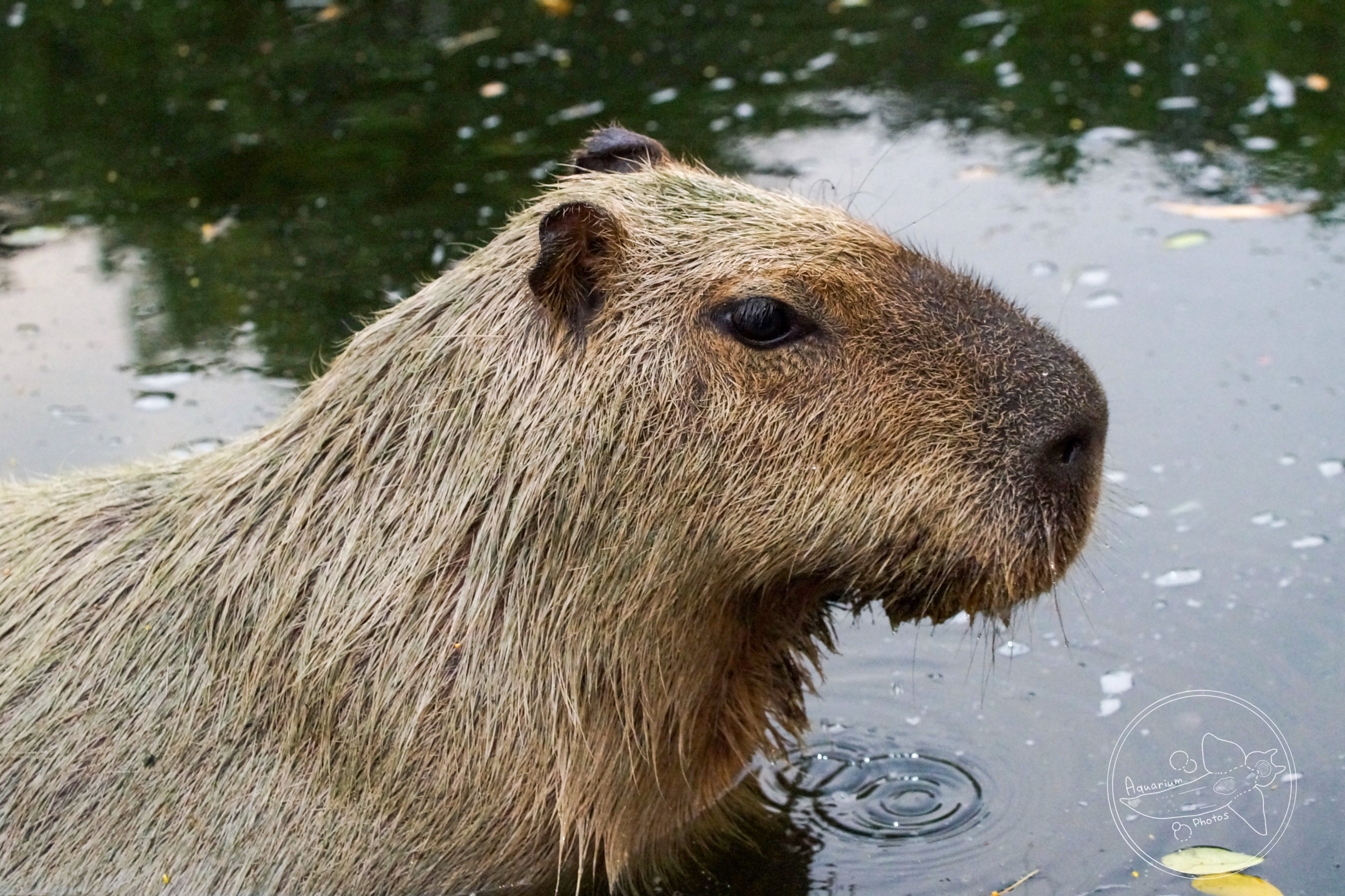 Capybara (Hydrochoerus hydrochaeris)