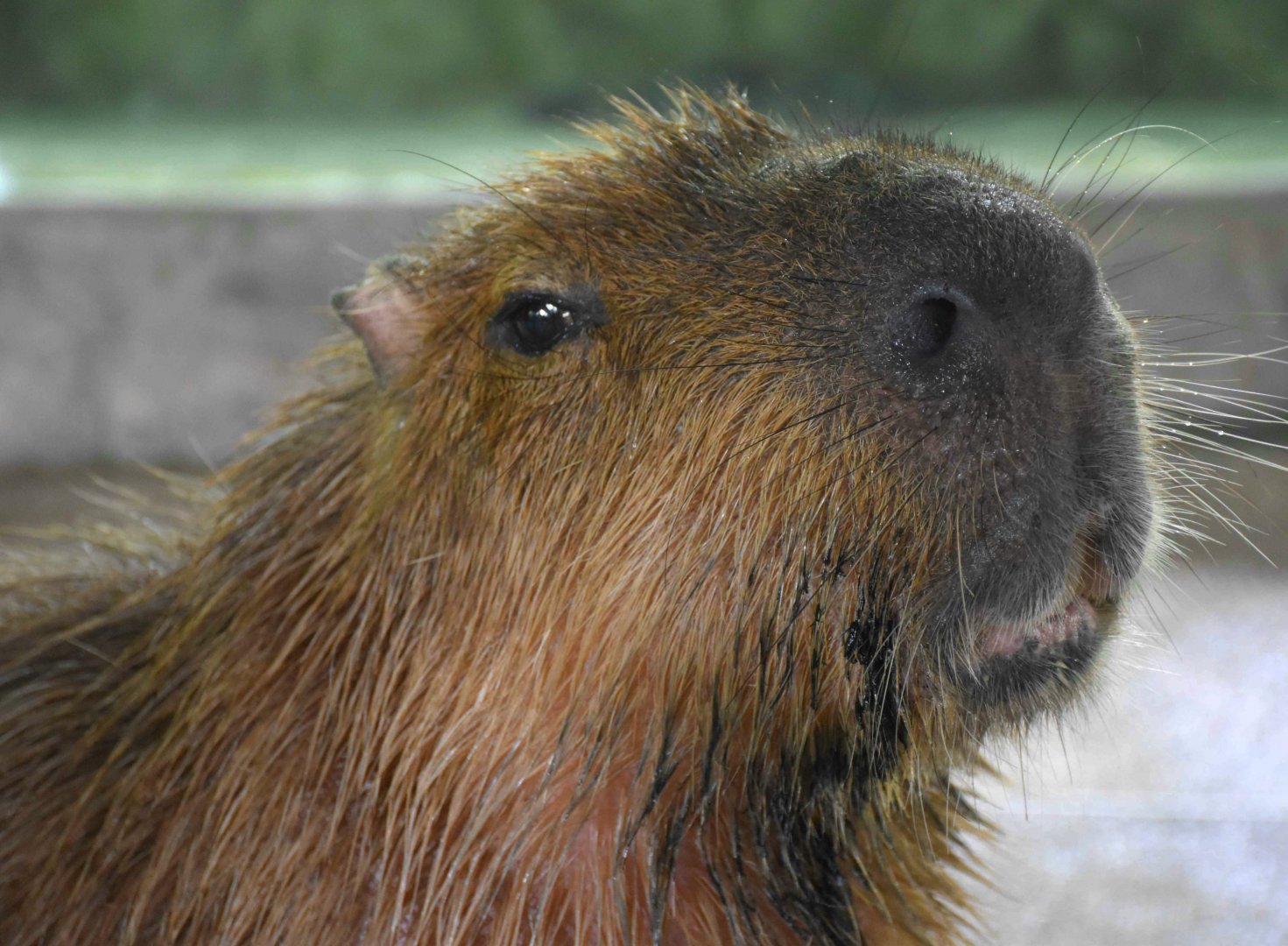 Capybara (Hydrochoerus hydrochaeris)