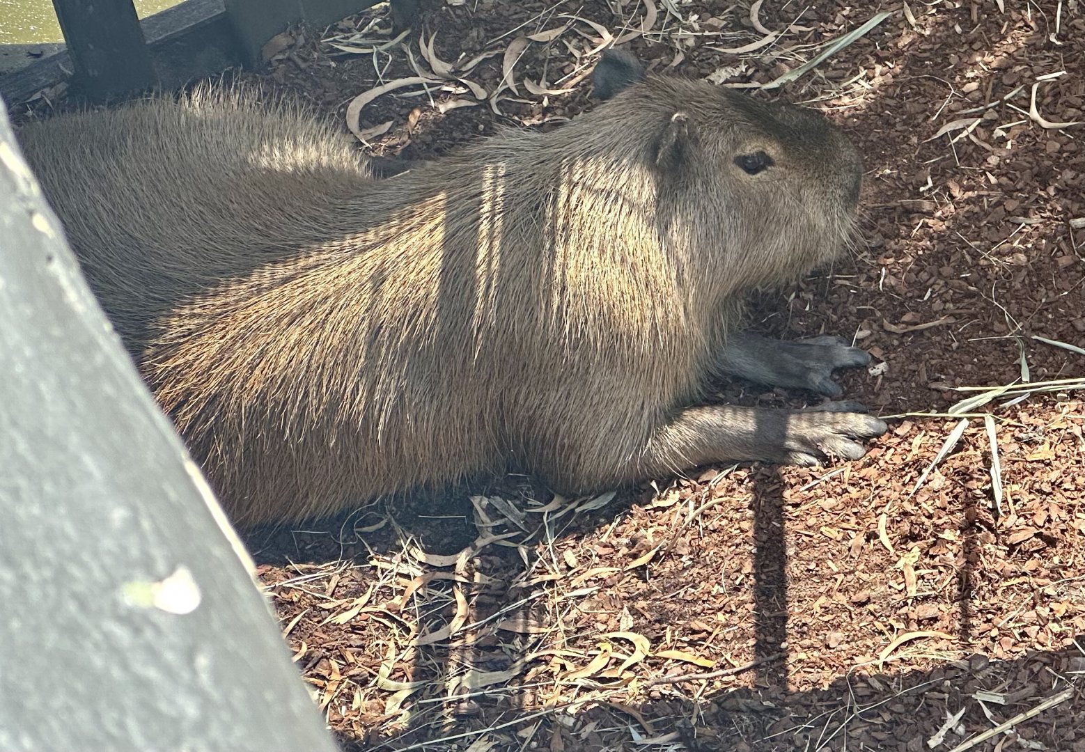 Capybara (Hydrochoerus hydrochaeris)