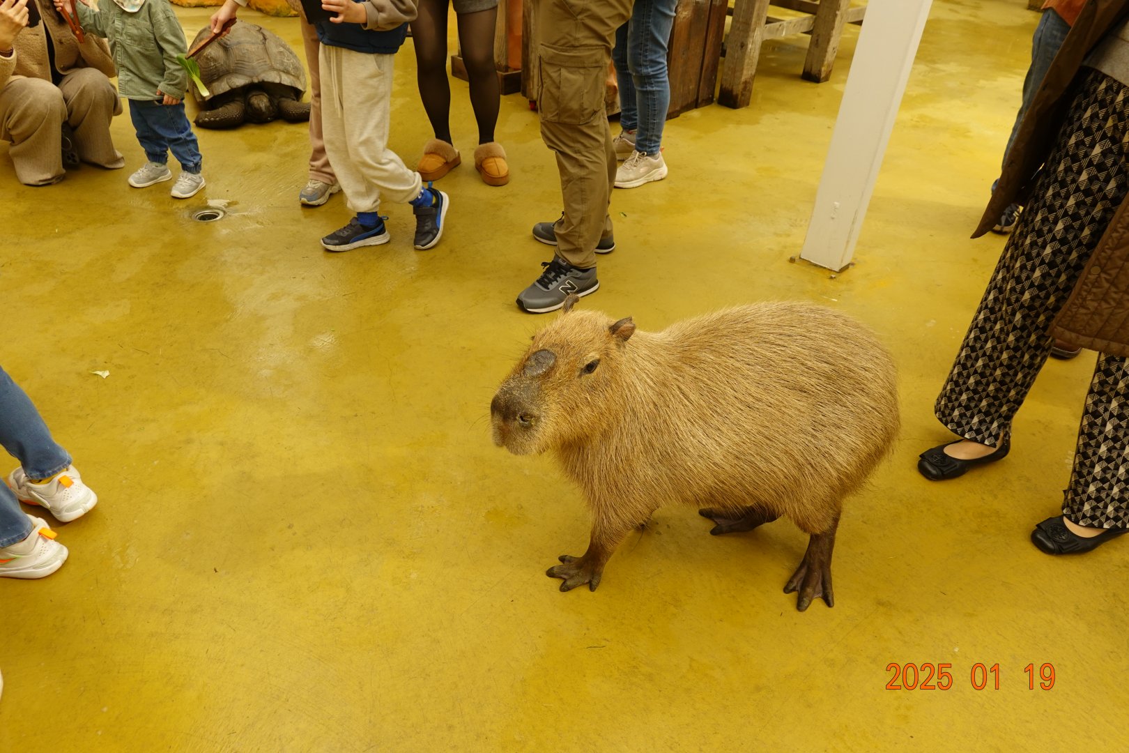 Capybara (Hydrochoerus hydrochaeris)