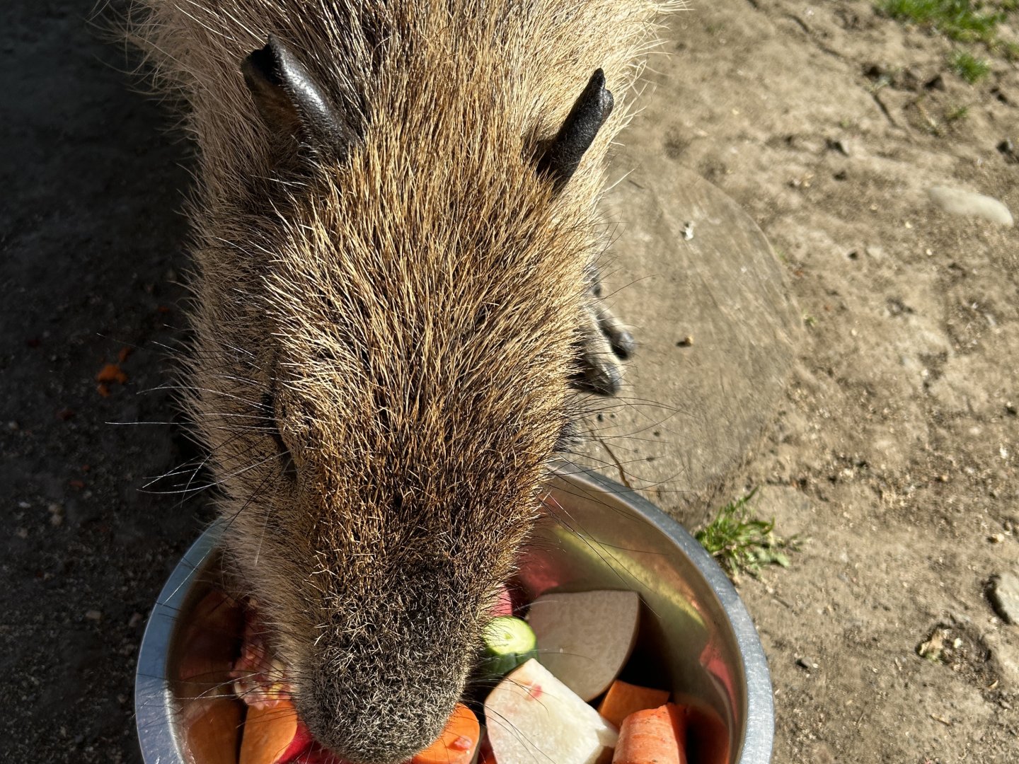 Capybara (Hydrochoerus hydrochaeris)