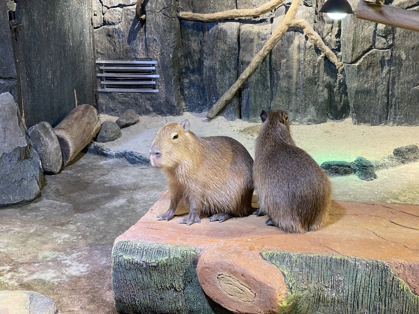 capybara (hydrochoerus hydrochaeris)