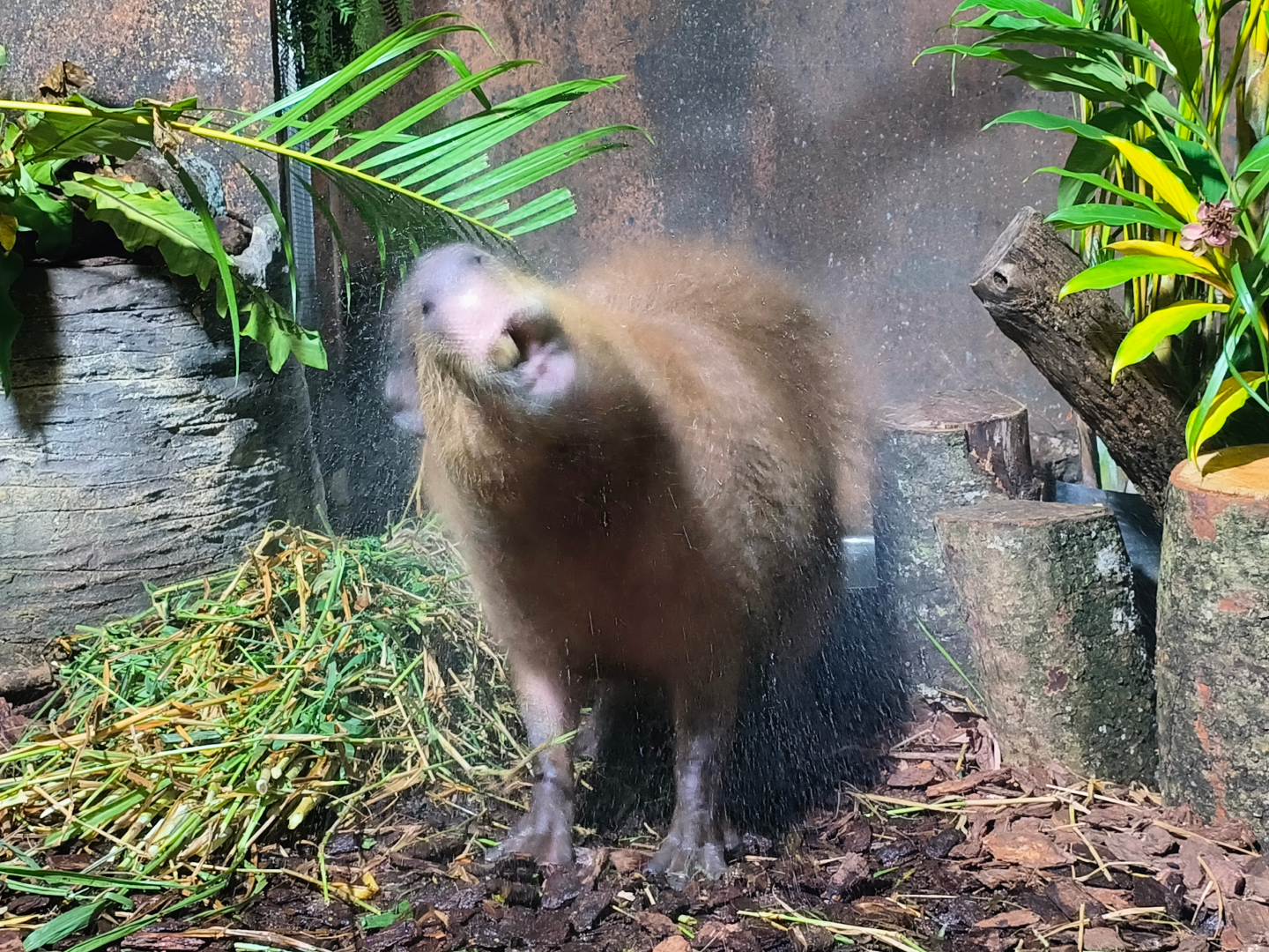 Capybara (Hydrochoerus hydrochaeris)