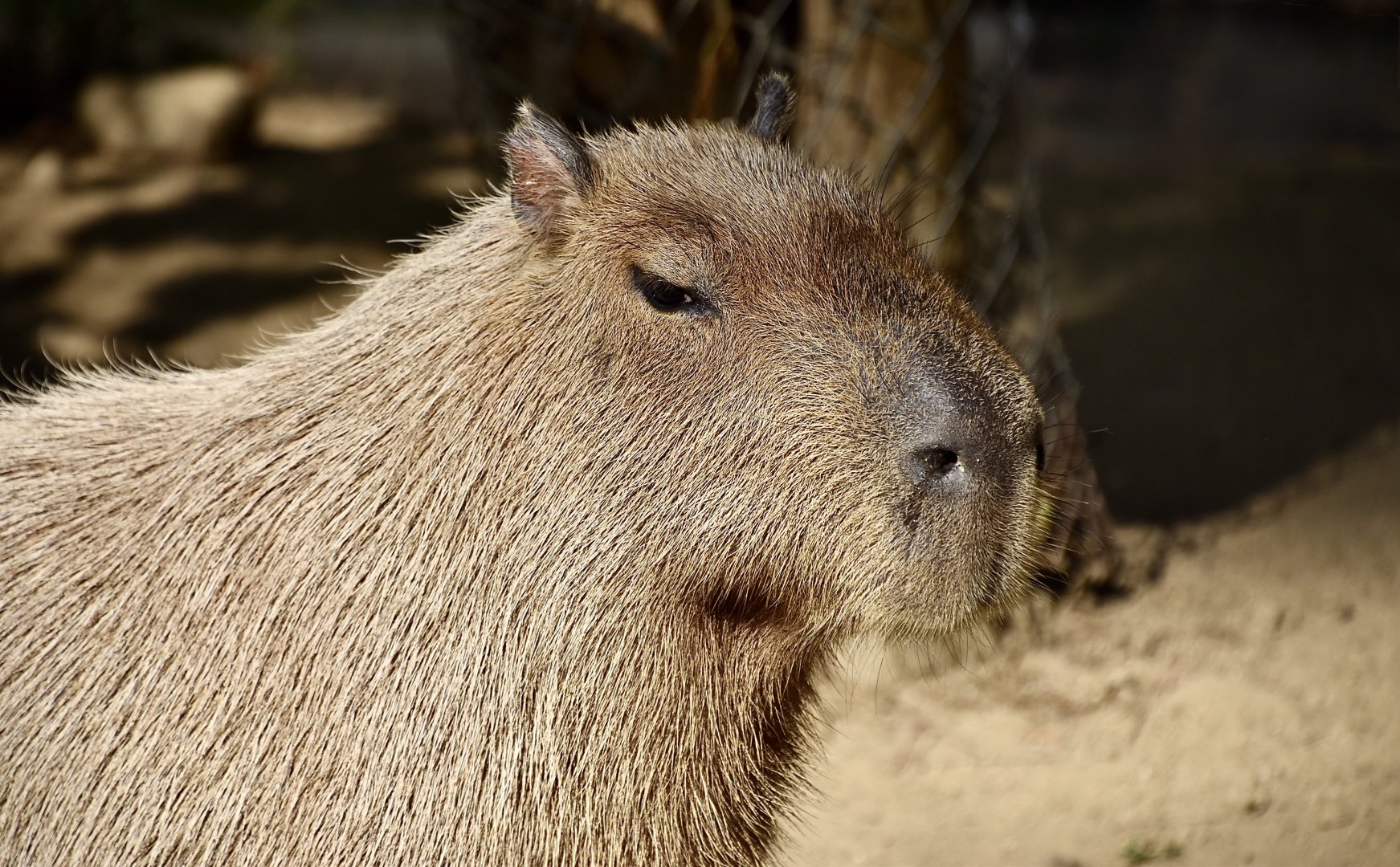 Capybara (Hydrochoerus hydrochaeris)