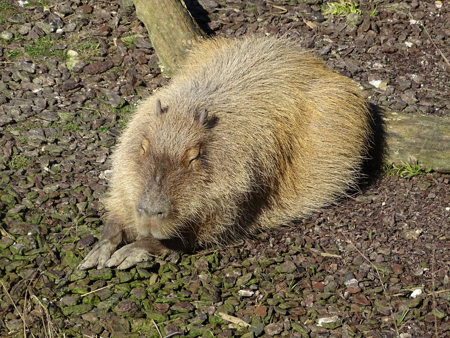 Capybara (Hydrochoerus hydrochaeris)