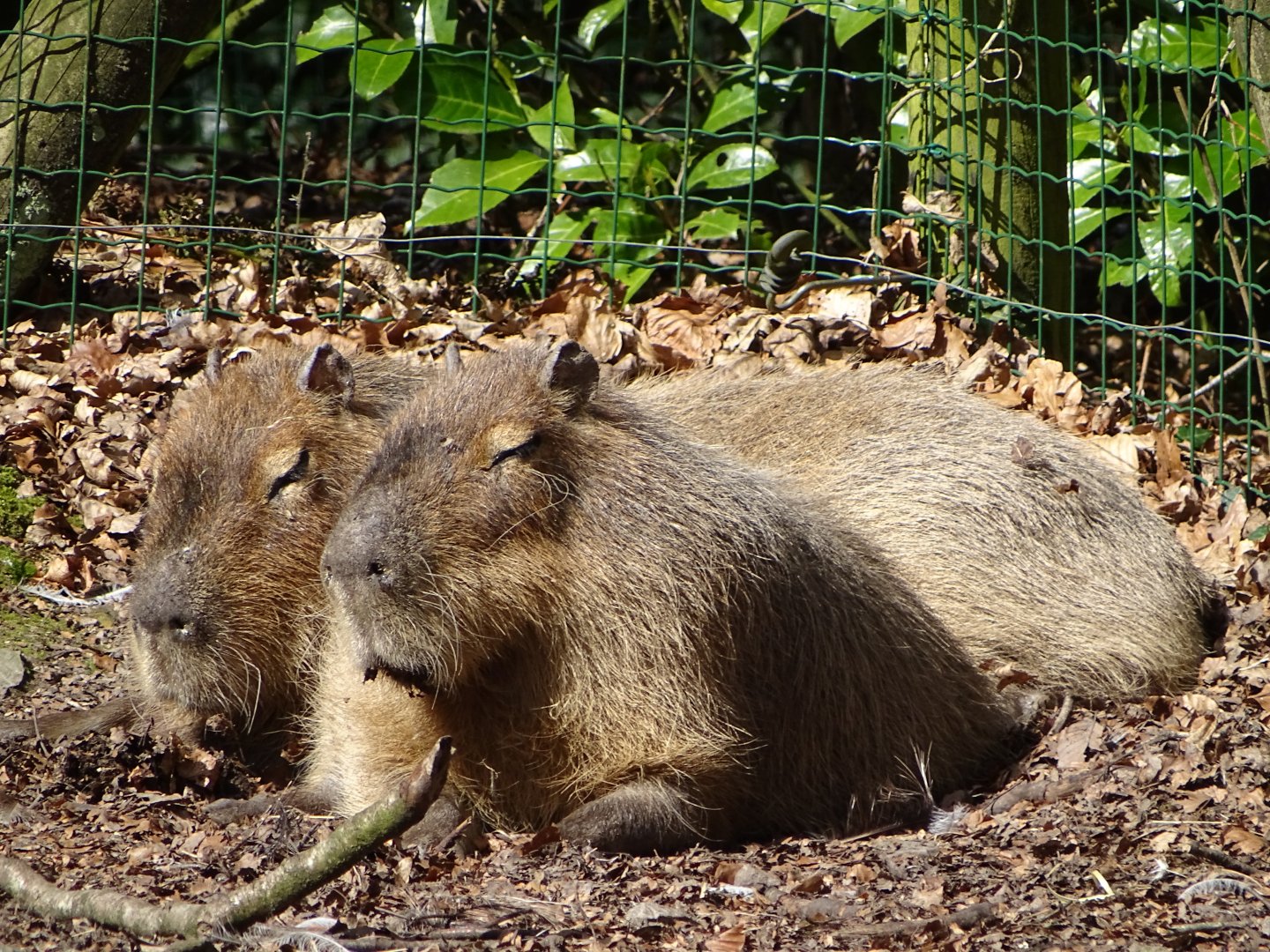 Capybara (Hydrochoerus hydrochaeris)