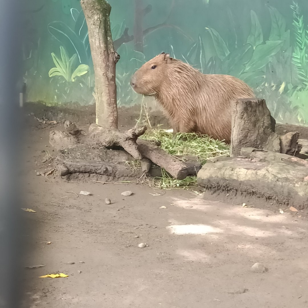 Capybara (Hydrochoerus hydrochaeris)