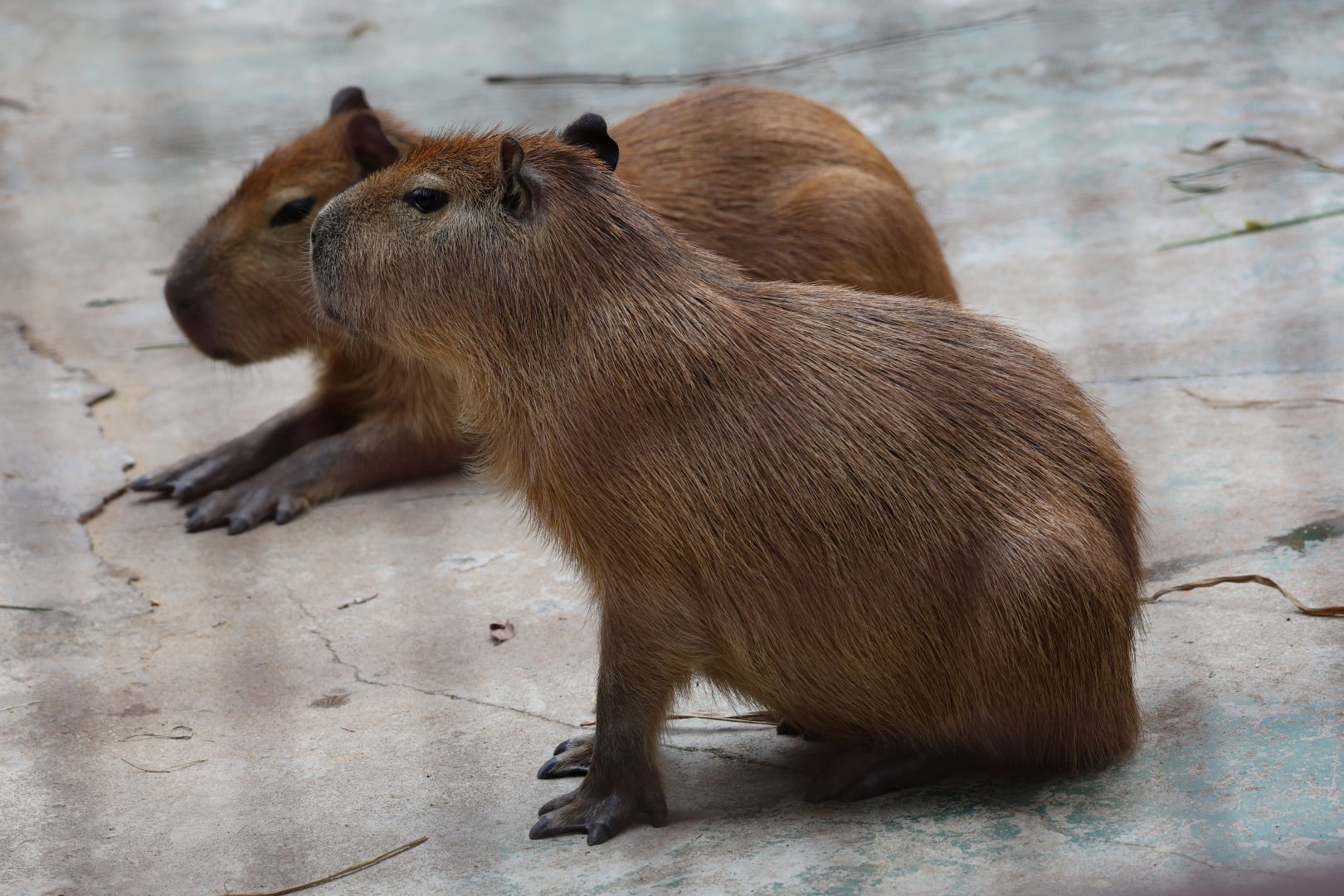 Capybara (Hydrochoerus hydrochaeris)