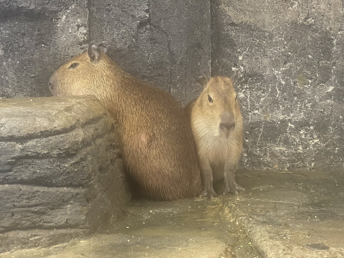 capybara (hydrochoerus hydrochaeris)