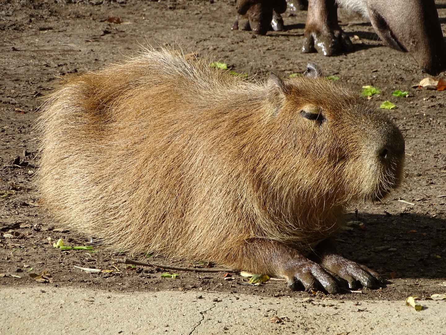 Capybara (Hydrochoerus hydrochaeris)