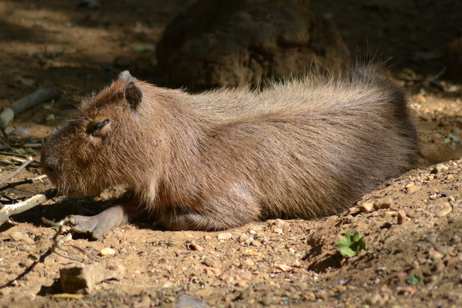 Capybara - Hydrochoerus hydrochoeris