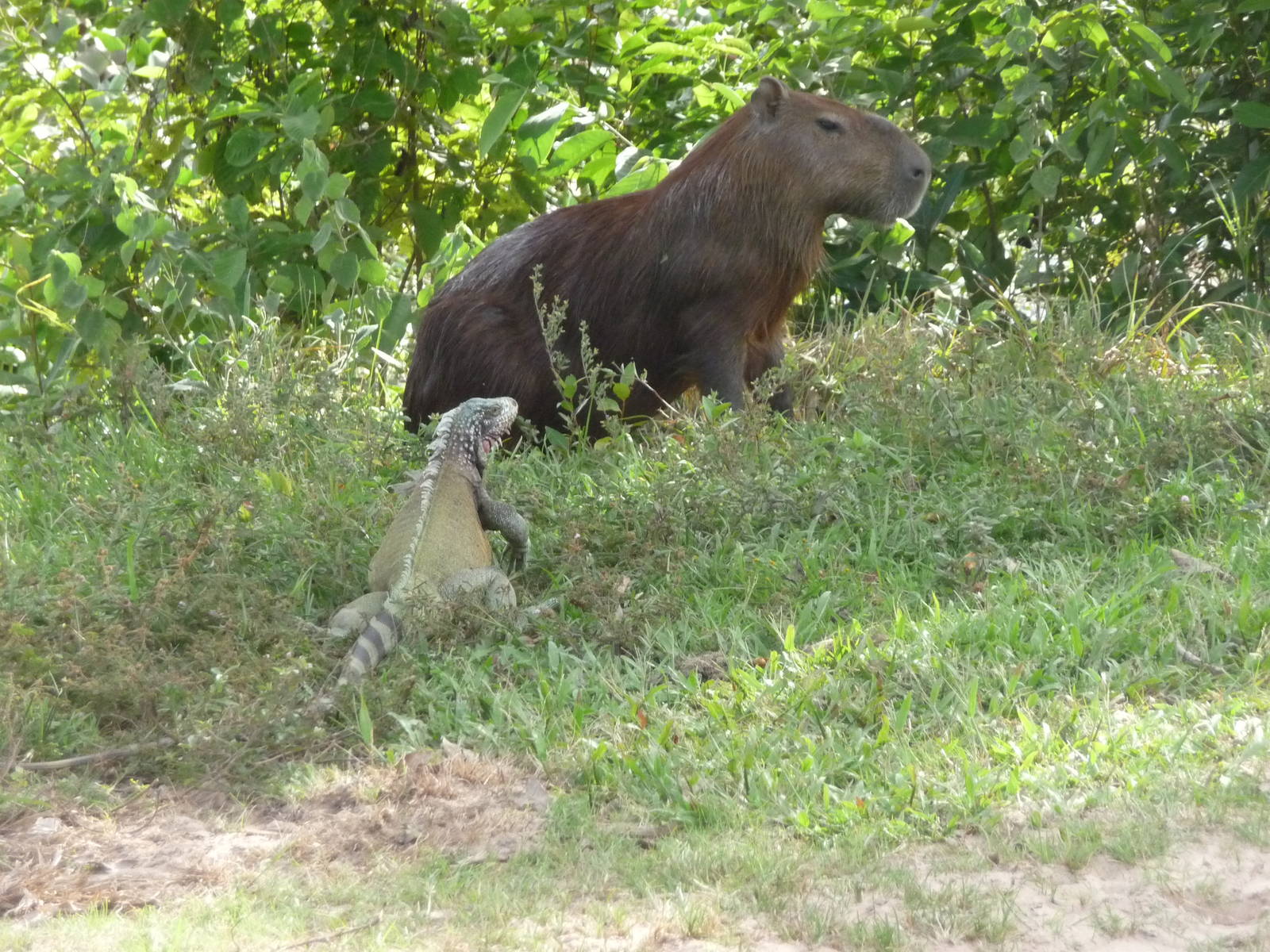 Capybara&Iguana