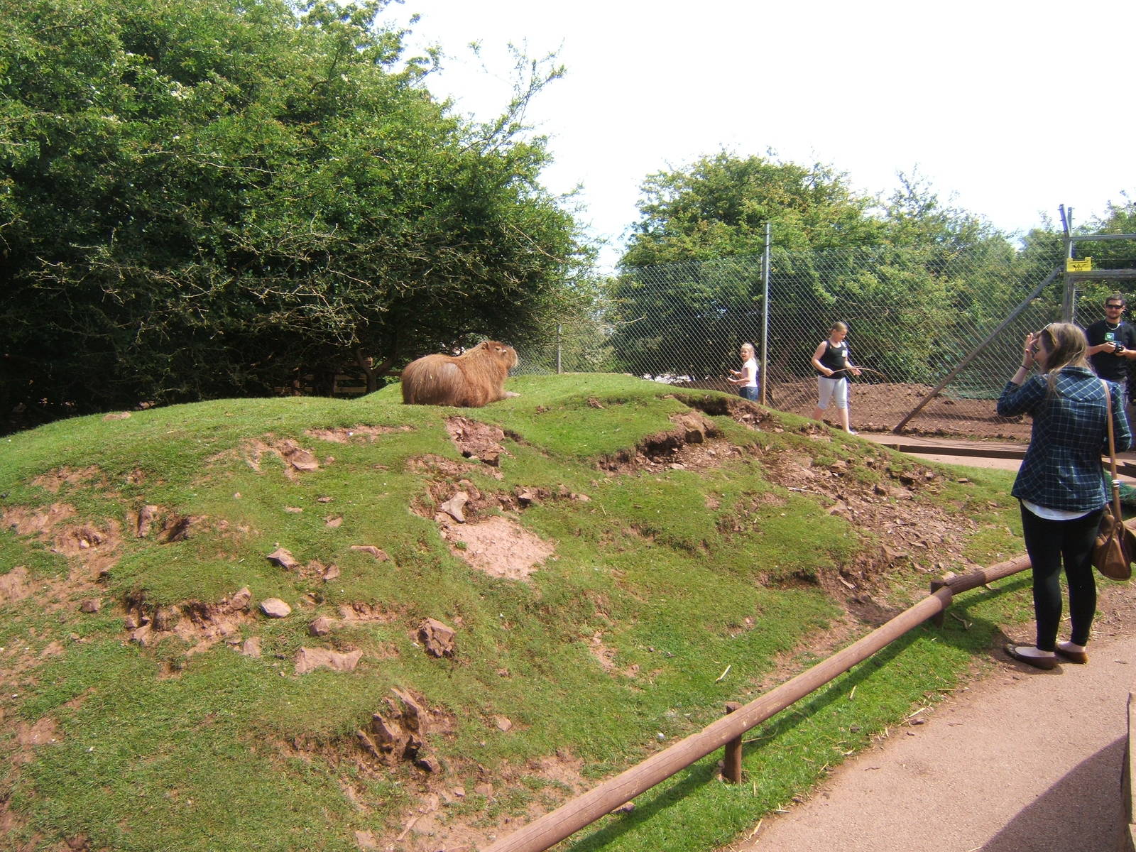 Capybara in Australian Walk through enclosure