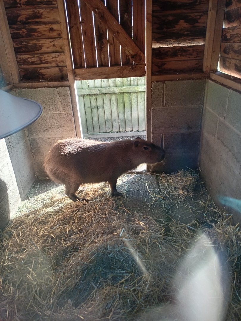 Capybara in its indoor enclosure 25/11/23
